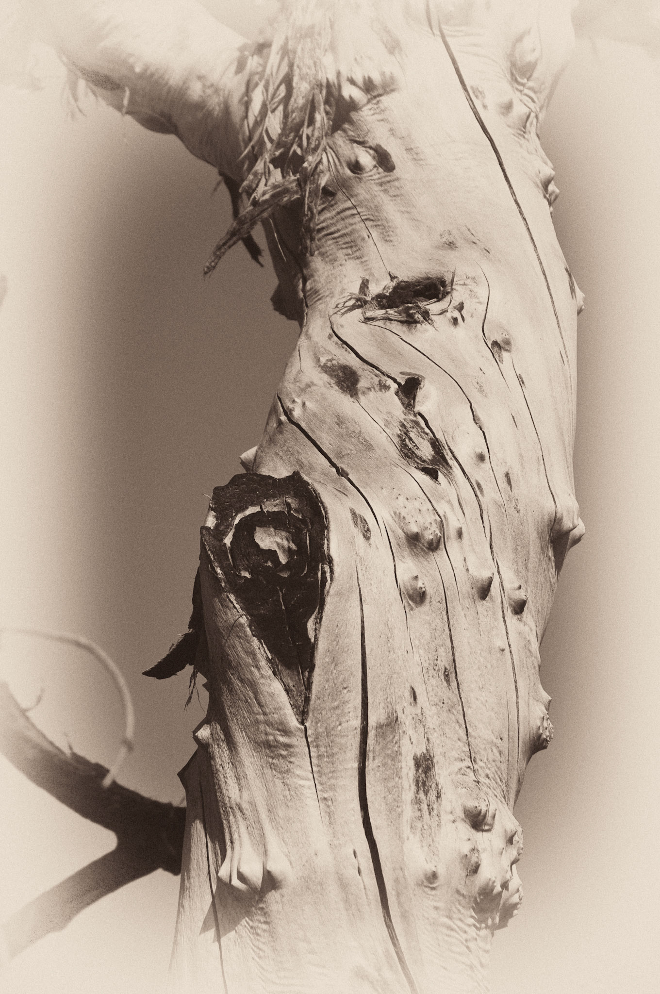 Black &amp; White 00076