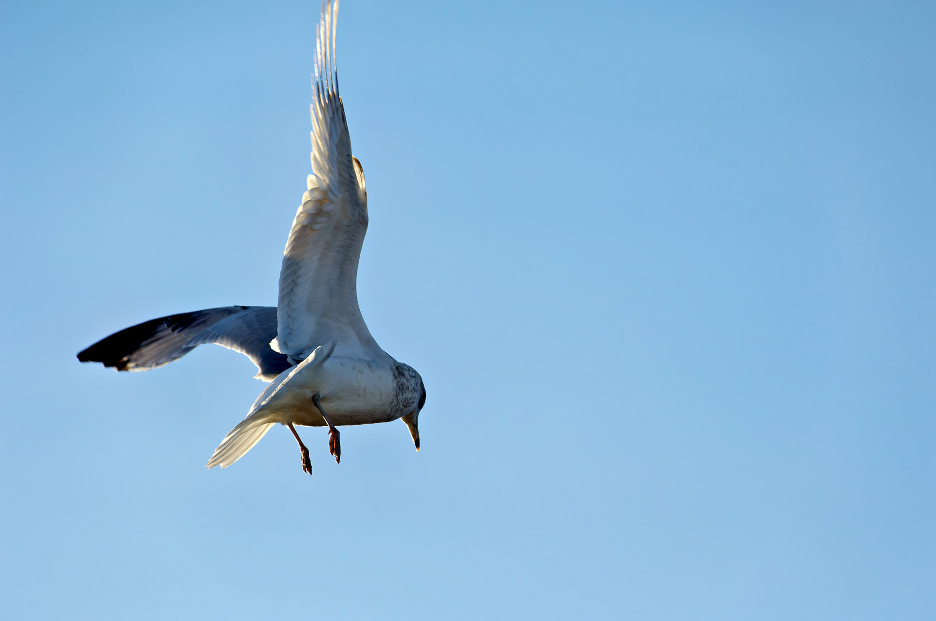 Wildlife_20051102_0149_PS.dng