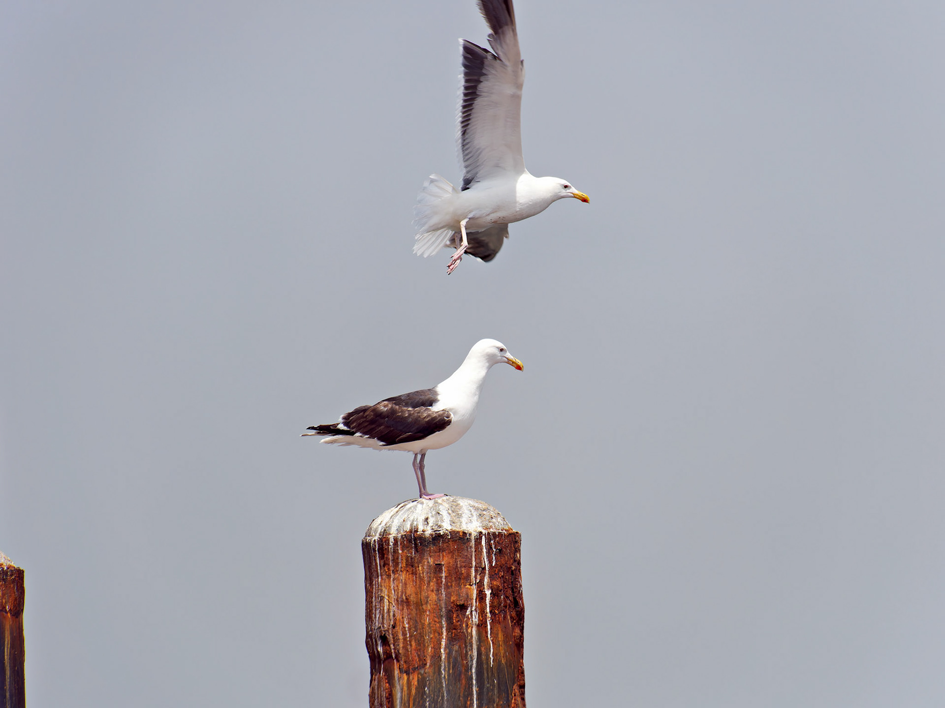 MA_CapeCodChattham_20180725_0005_PS.dng