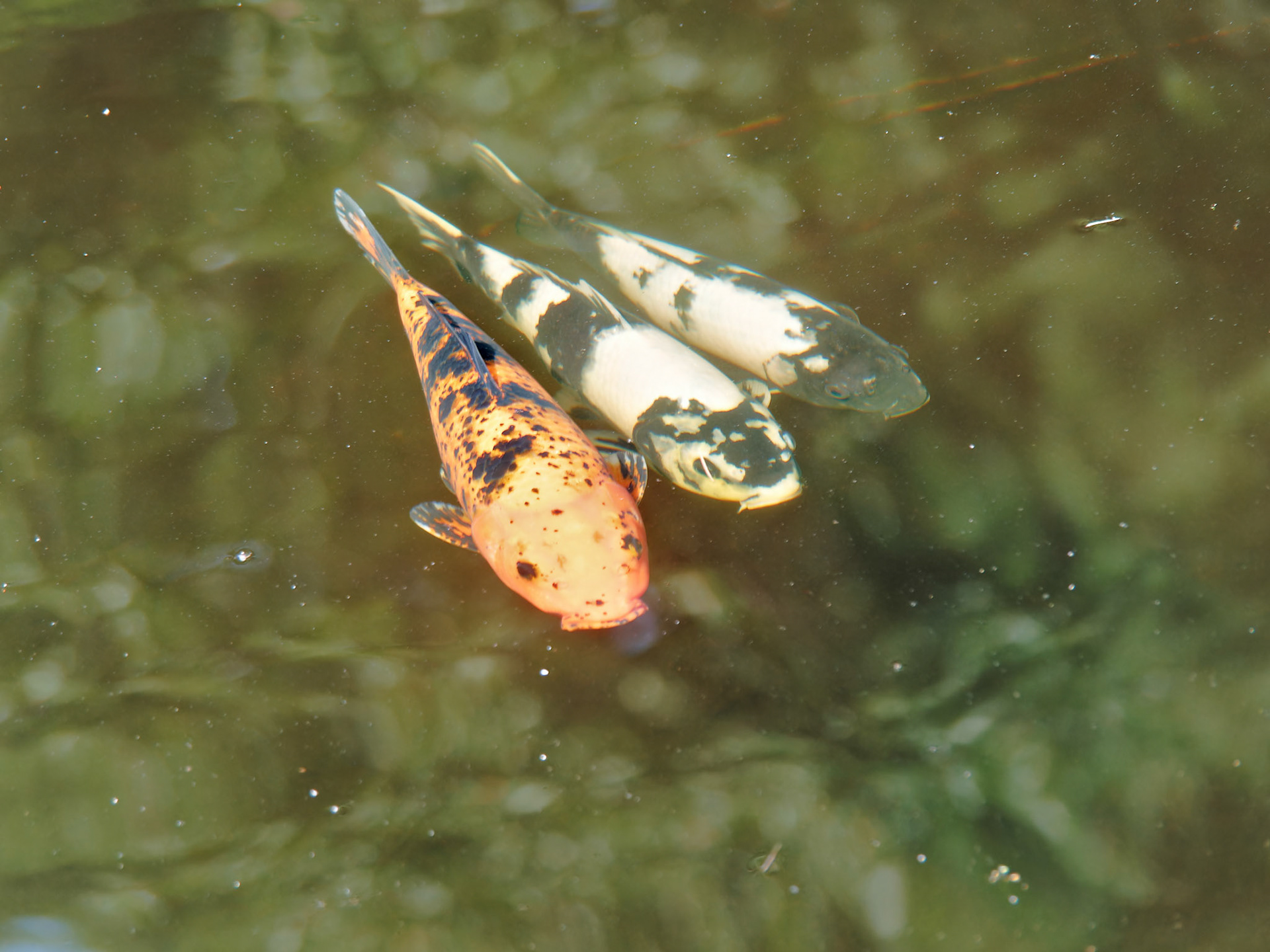 OLYMPUS DIGITAL CAMERA