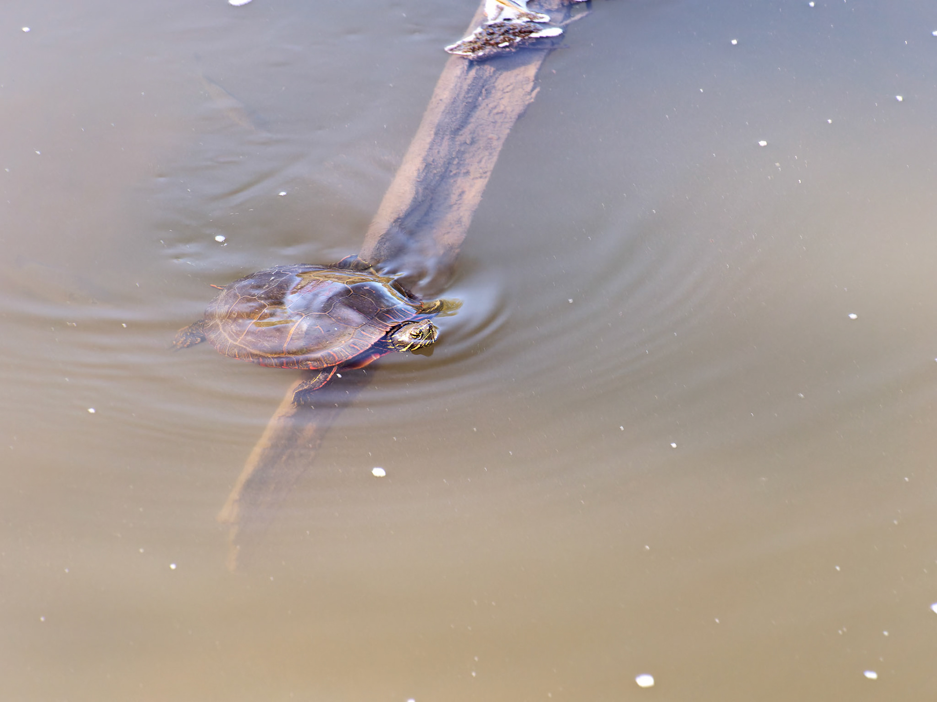 IL_Morton Arboretum_20180507_0849_PS.tif