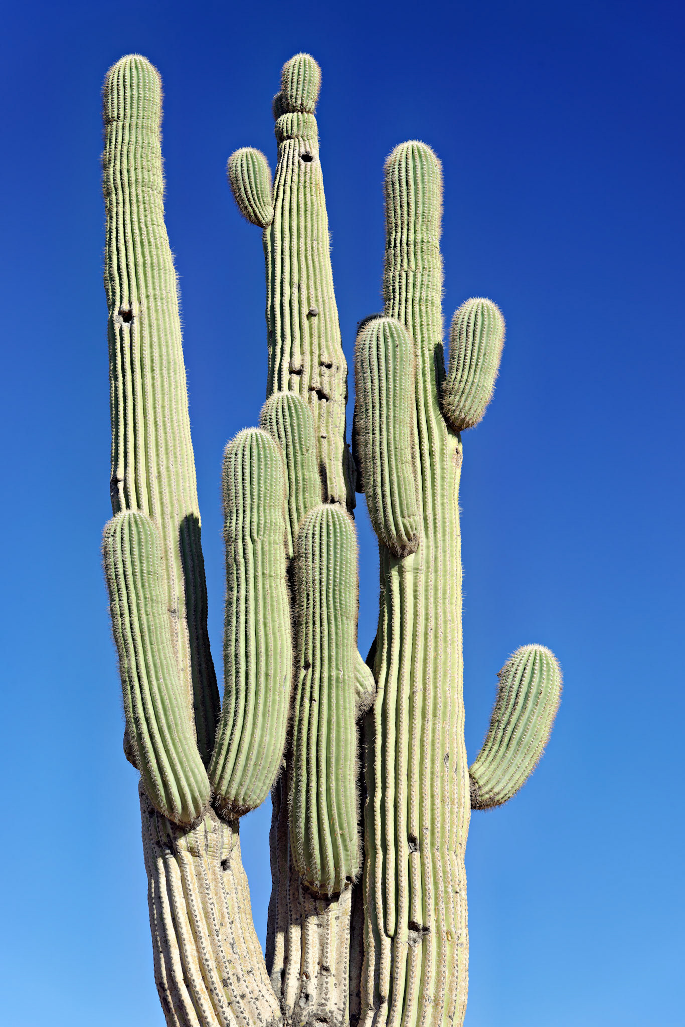 AZ_20121209_0335_PS.dng