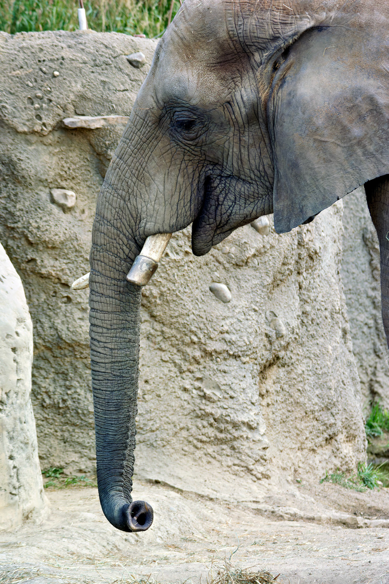 Wildlife_20140718_0534_PS.dng