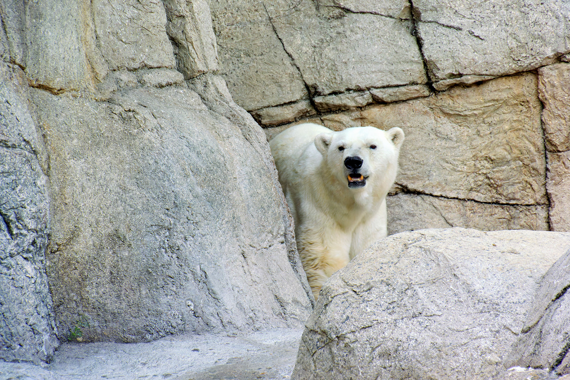 Wildlife_20140718_0410_PS.dng