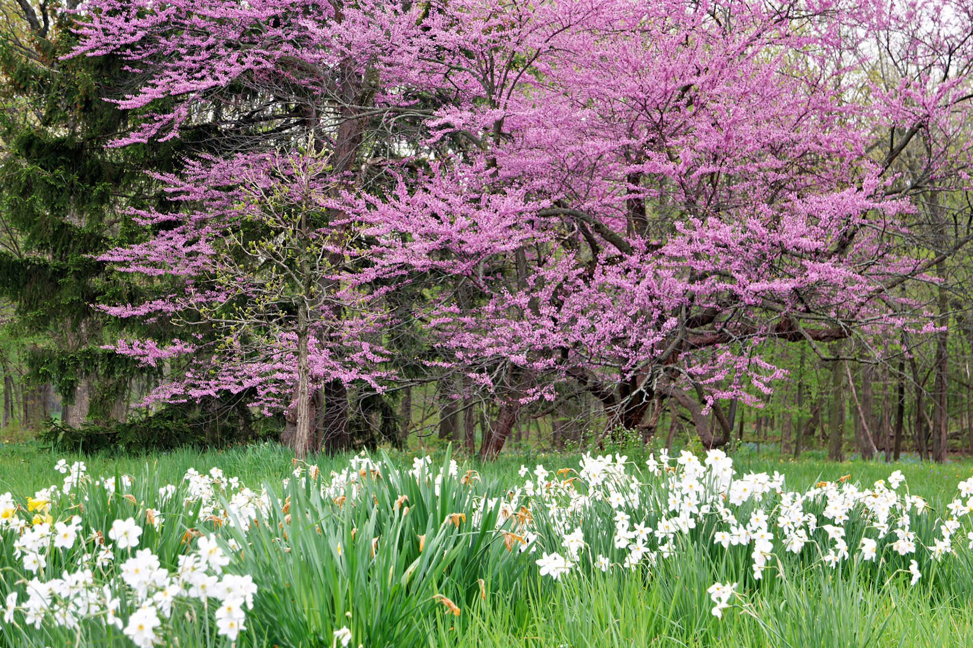 IL_Morton Arboretum_20150506_0672_PS.tif