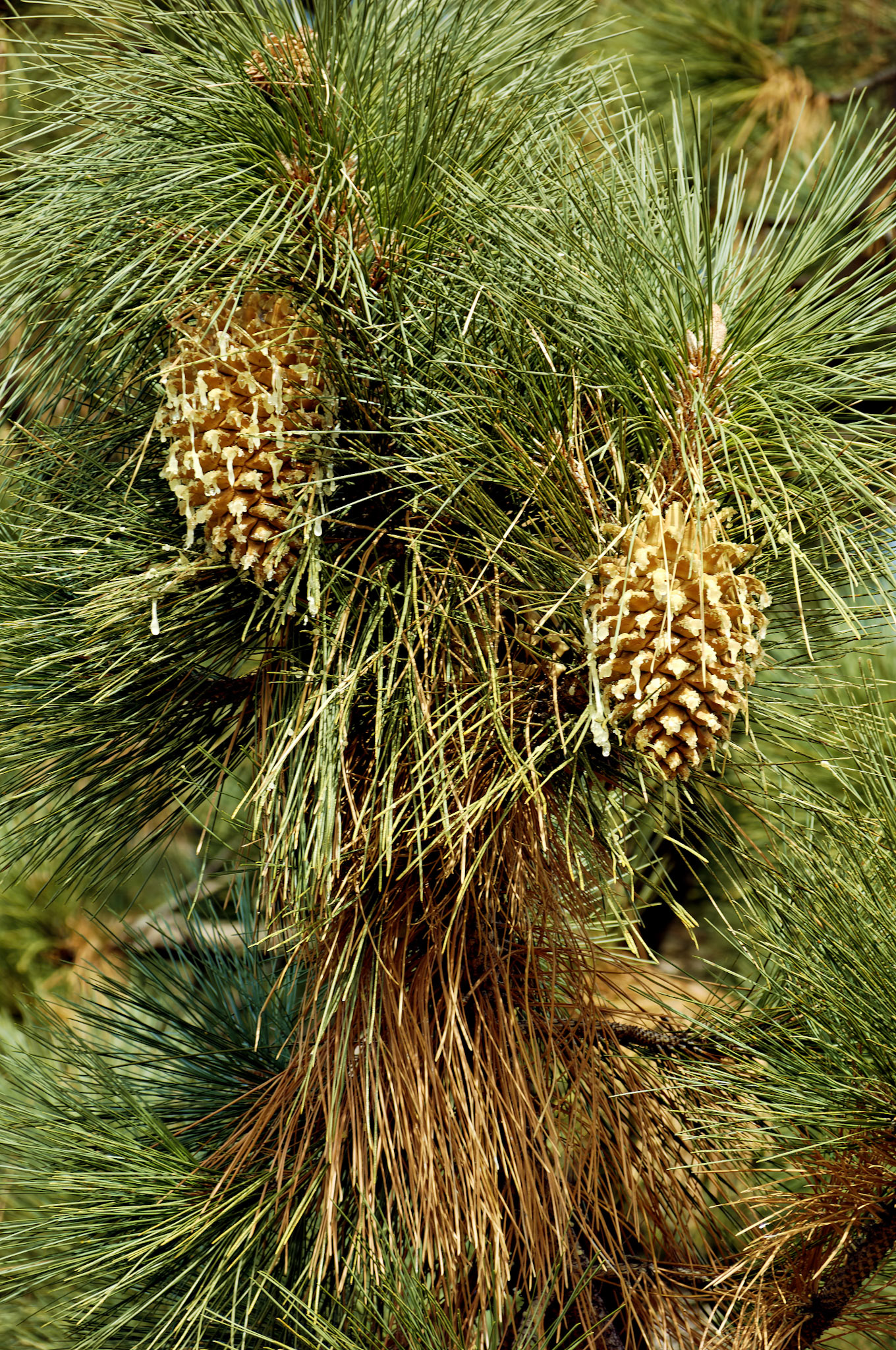 CA_LA_20051220_0286_PS.dng