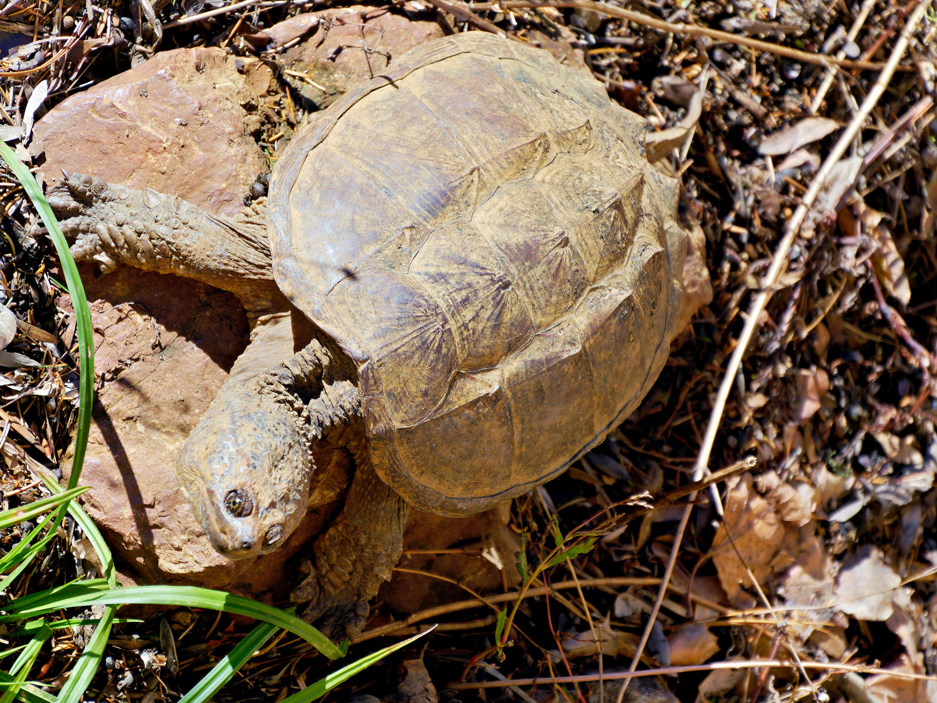 Wildlife_20151120_0677_PS.dng