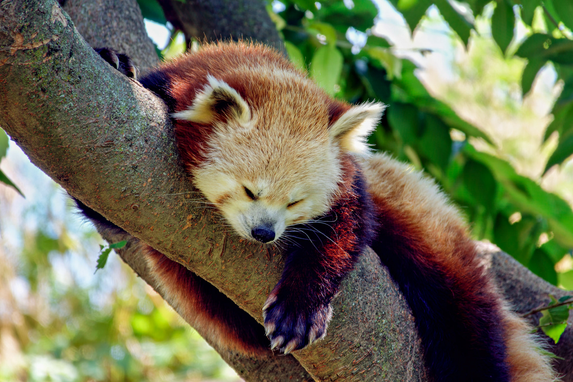 IN_Indianapolis Zoo_20170608_0215_PS.tif