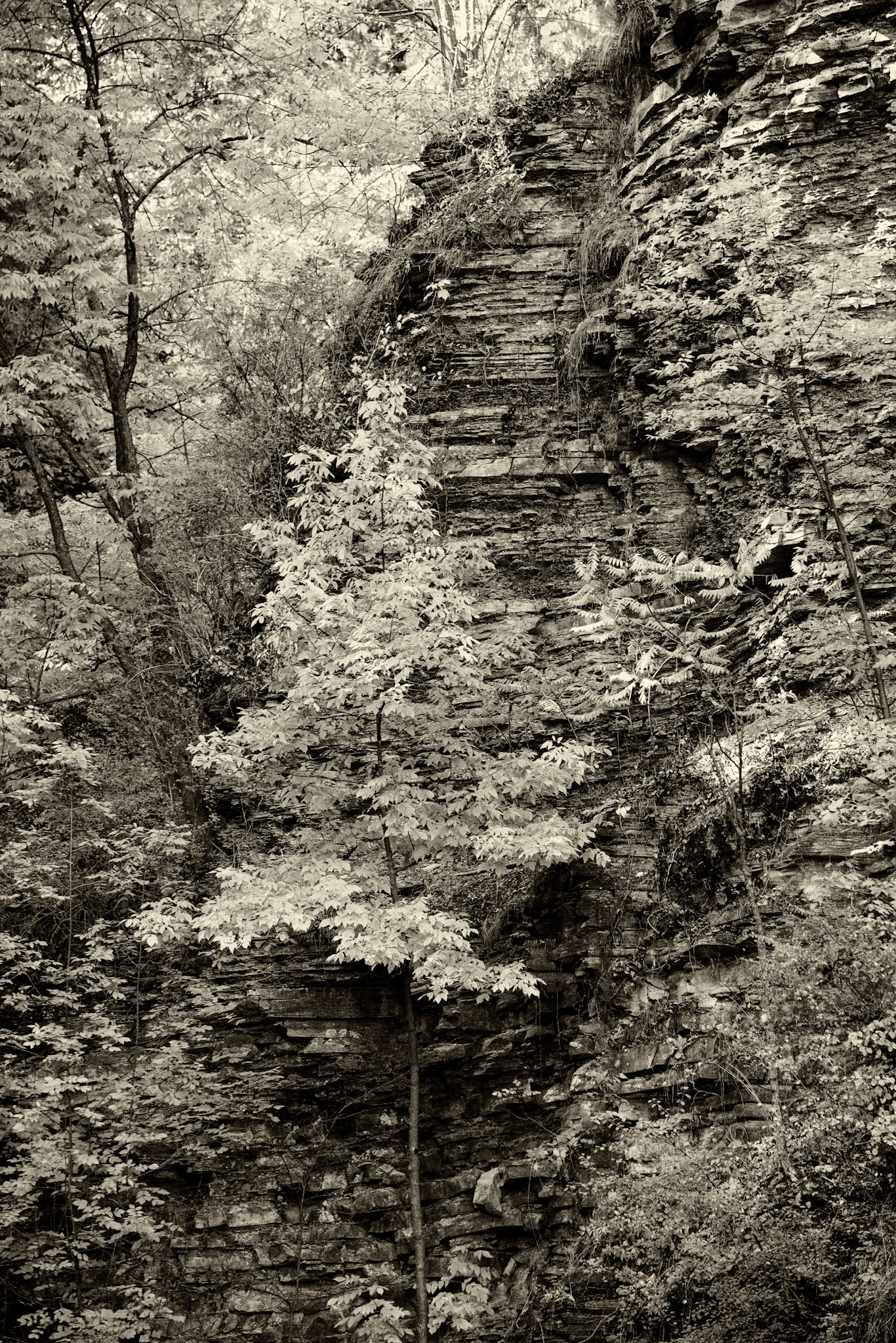 Black &amp; White 00217