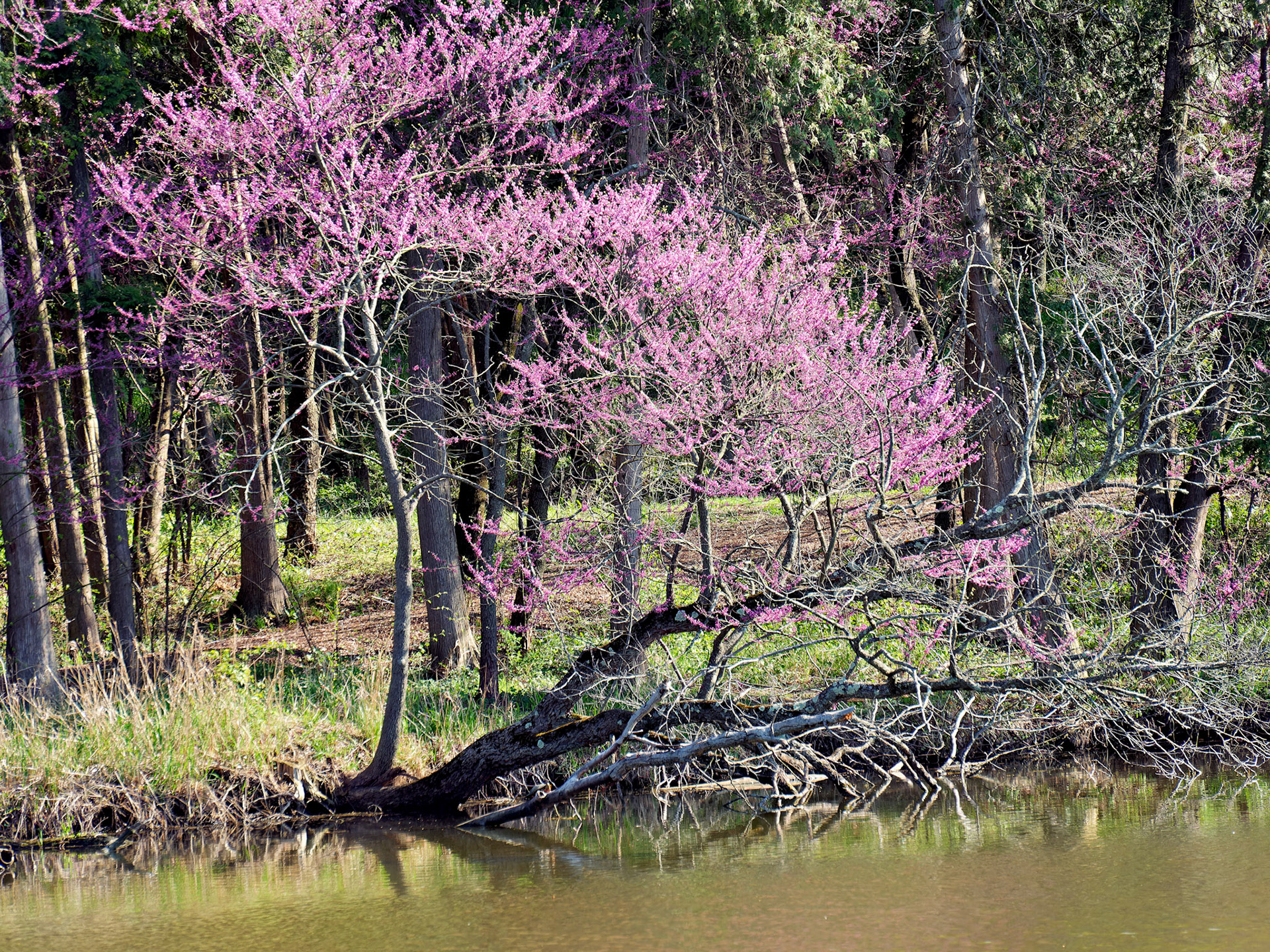 IL_Morton Arboretum_20180507_0814_PS.tif