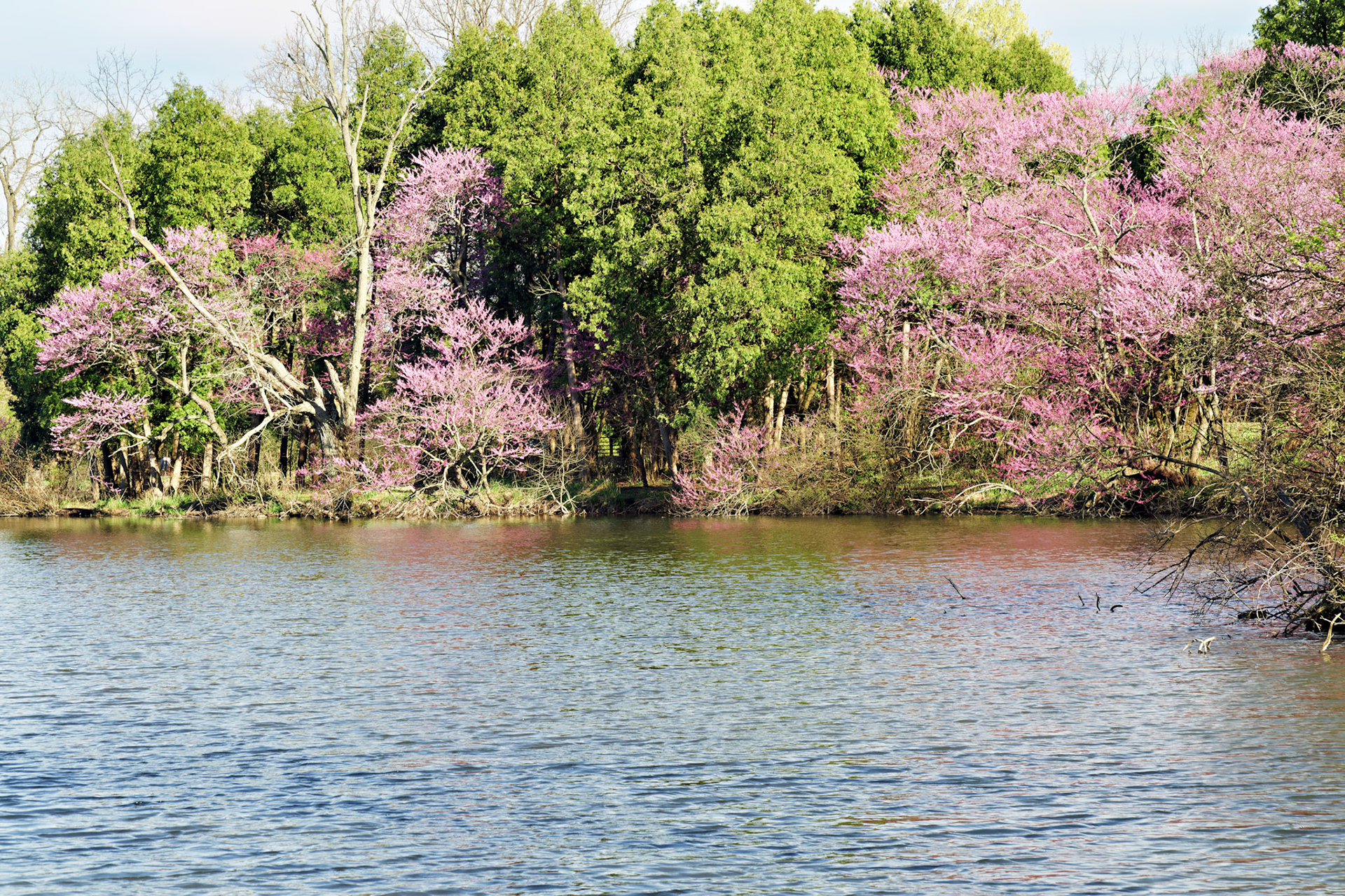 IL_Morton Arboretum_20170422_0783_PS.tif
