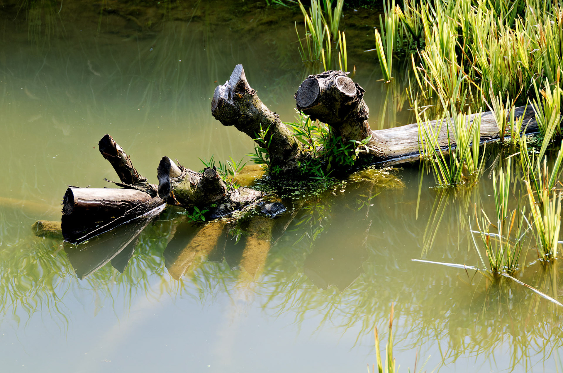 PA_GroundsForSculpture_20080814_0154_PS.dng