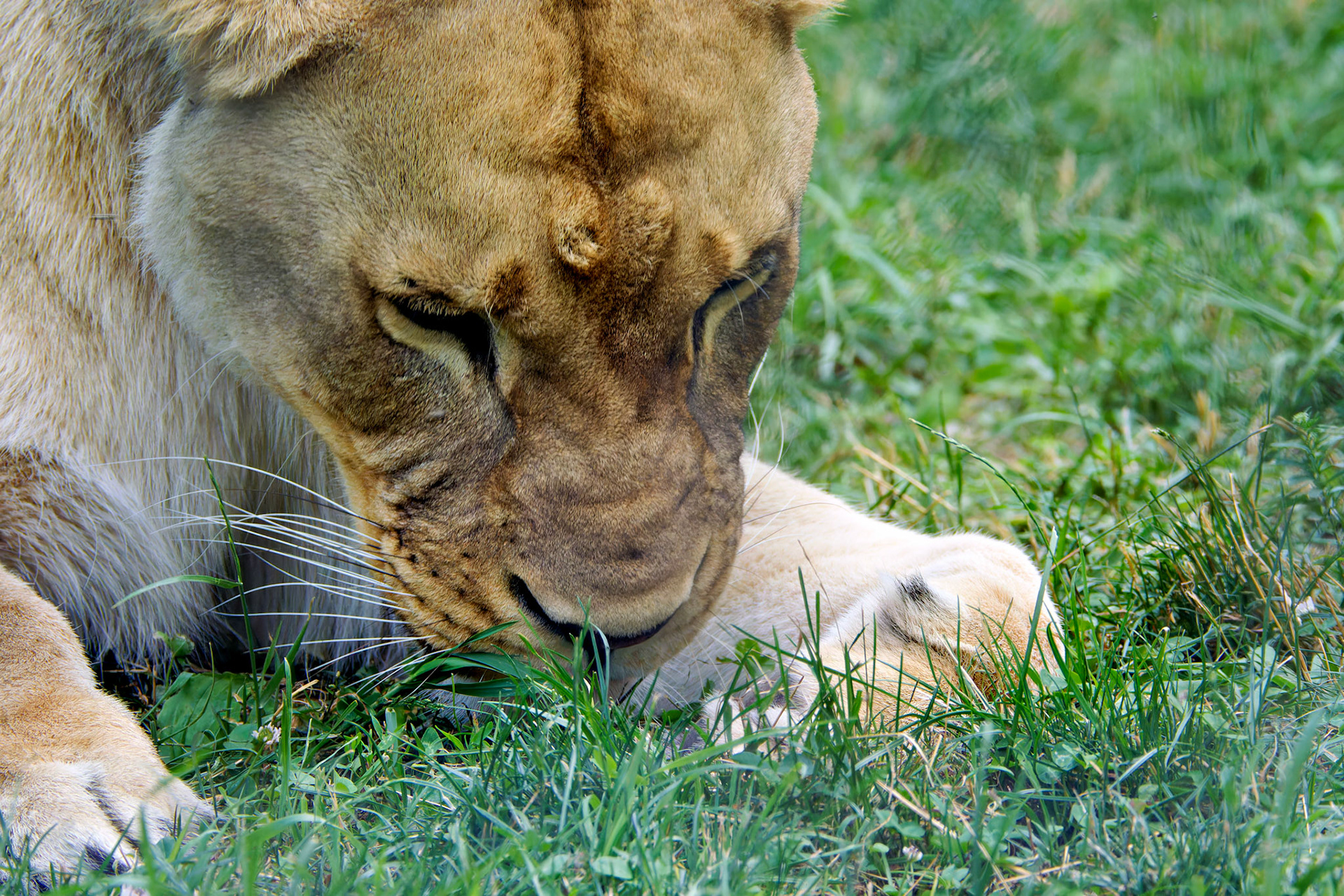 Wildlife_20140718_0475_PS.dng