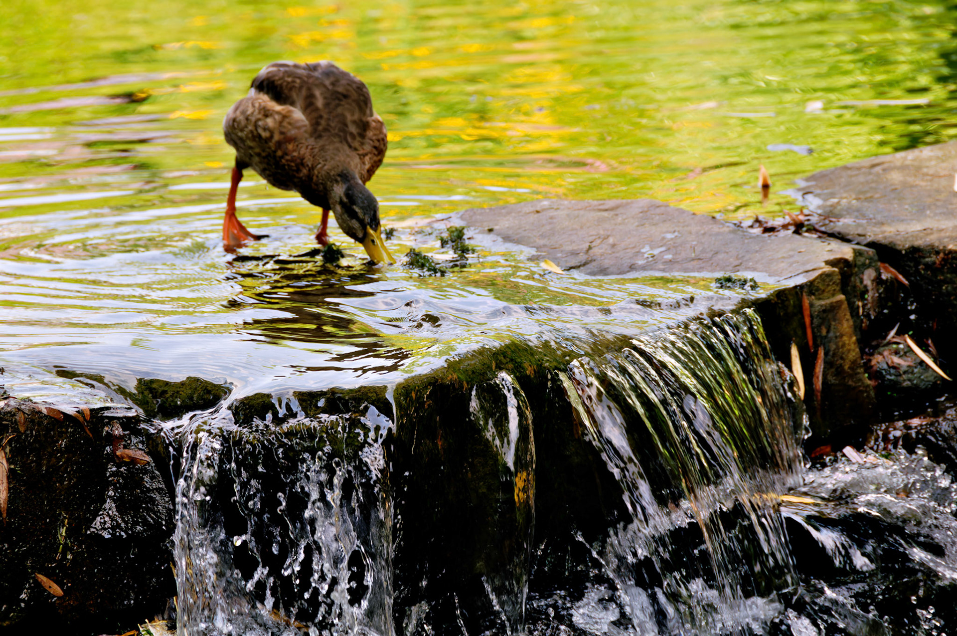 PA_GroundsForSculpture_20080814_0097_PS.dng