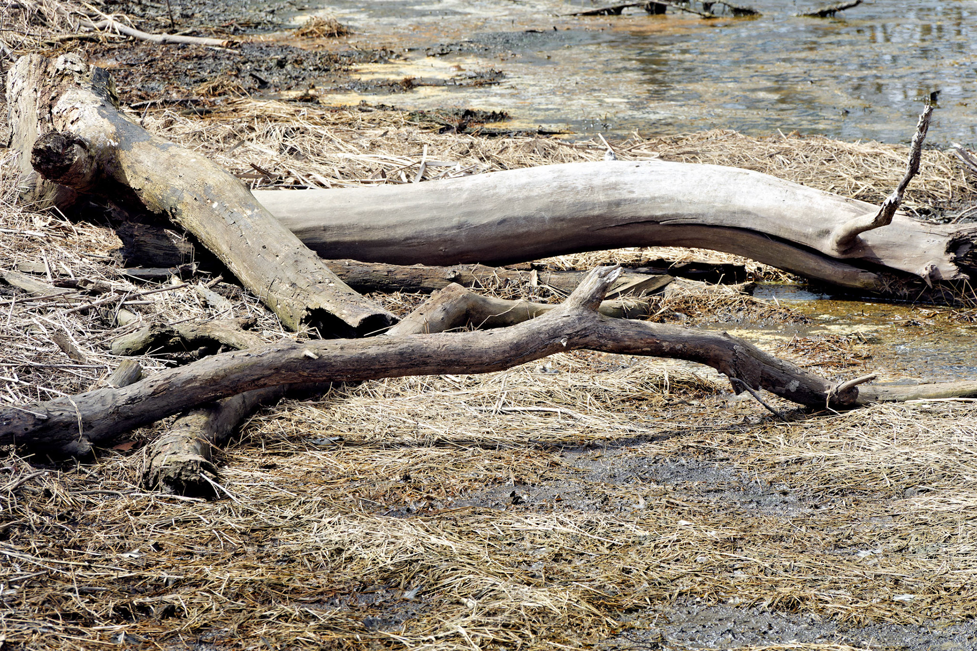 IL_Morton Arboretum_20190406_0867_PS.tif