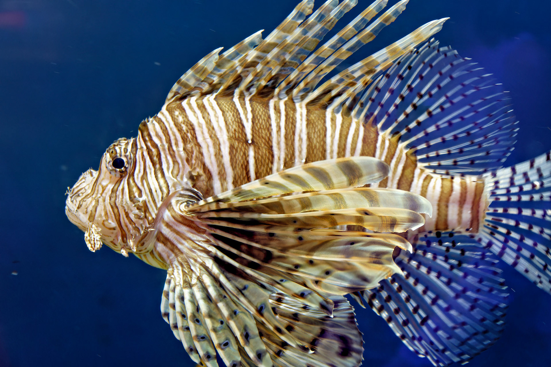 IN_Indianapolis Zoo_20170608_0206_PS.dng