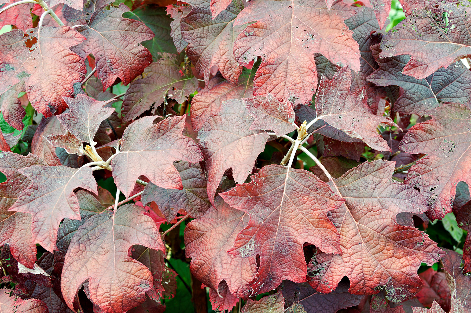 IL_Morton Arboretum_20081021_0345_PS.tif