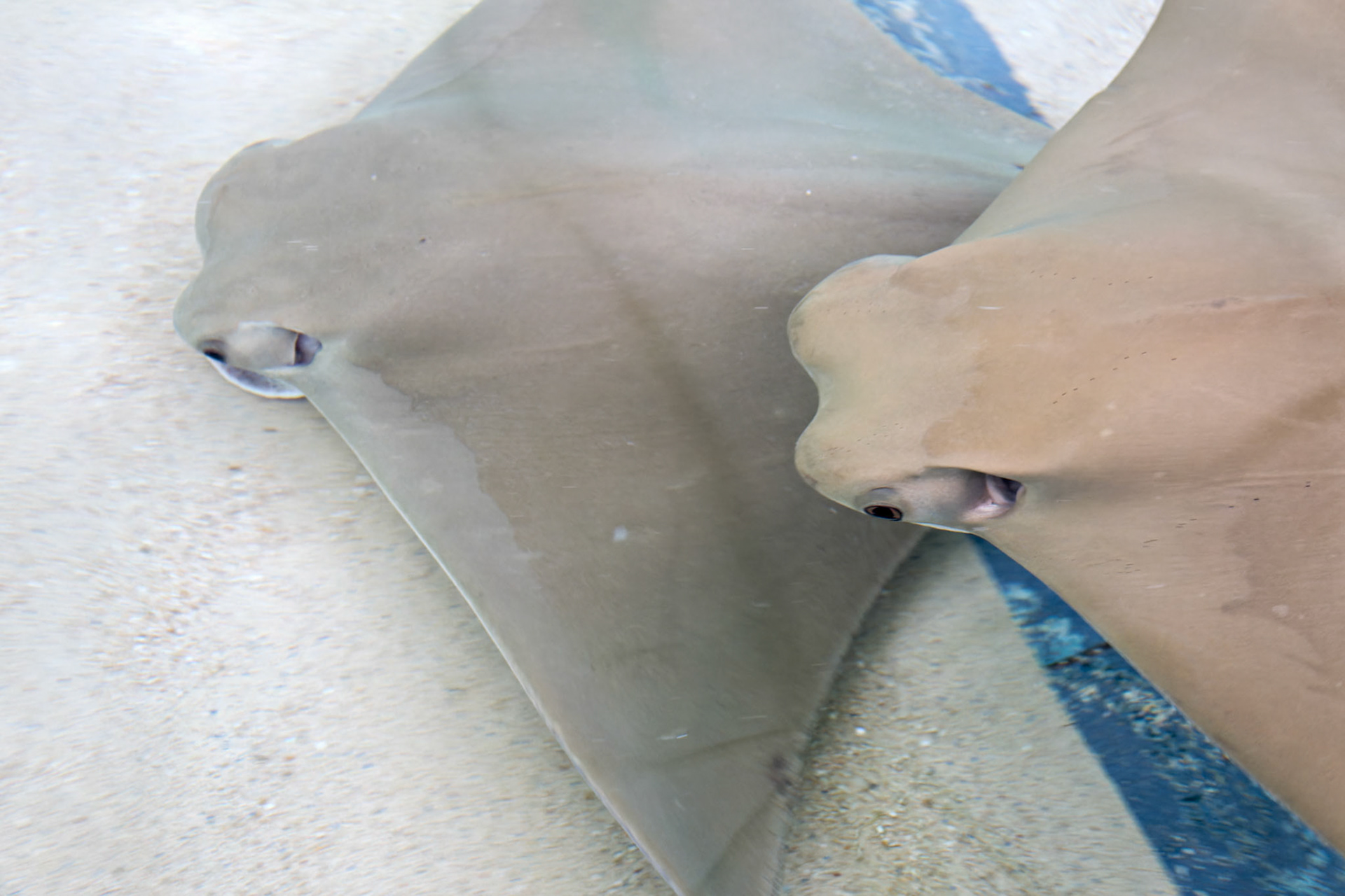 Wildlife_20160705_0715_PS.dng