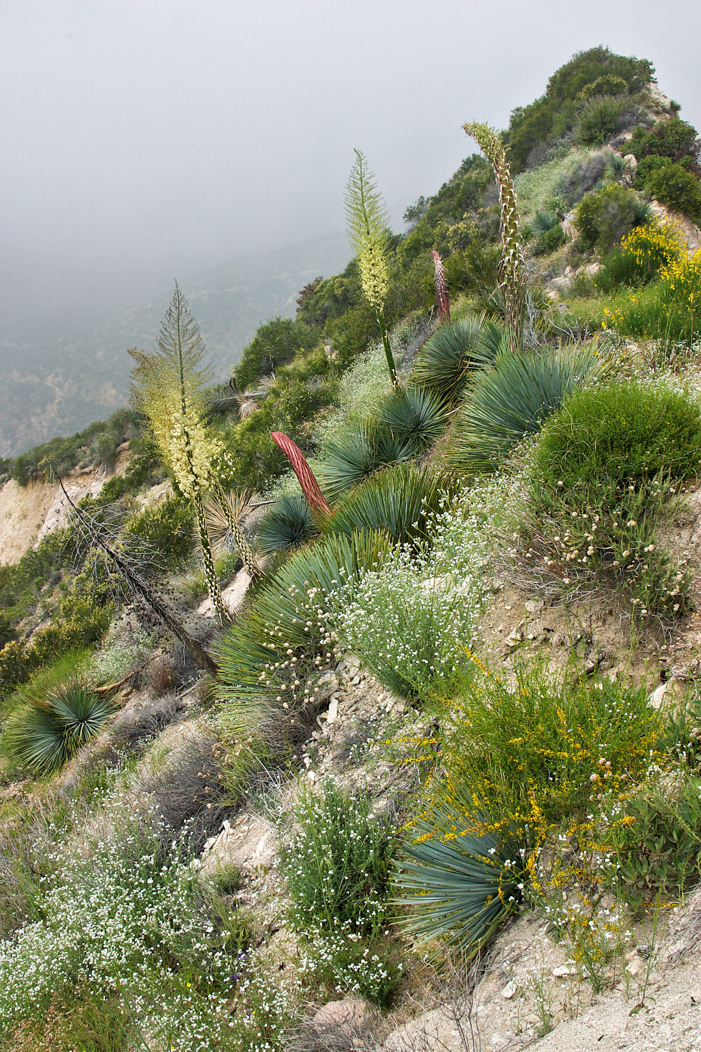 CA_LA_20030514_0354_PS.dng