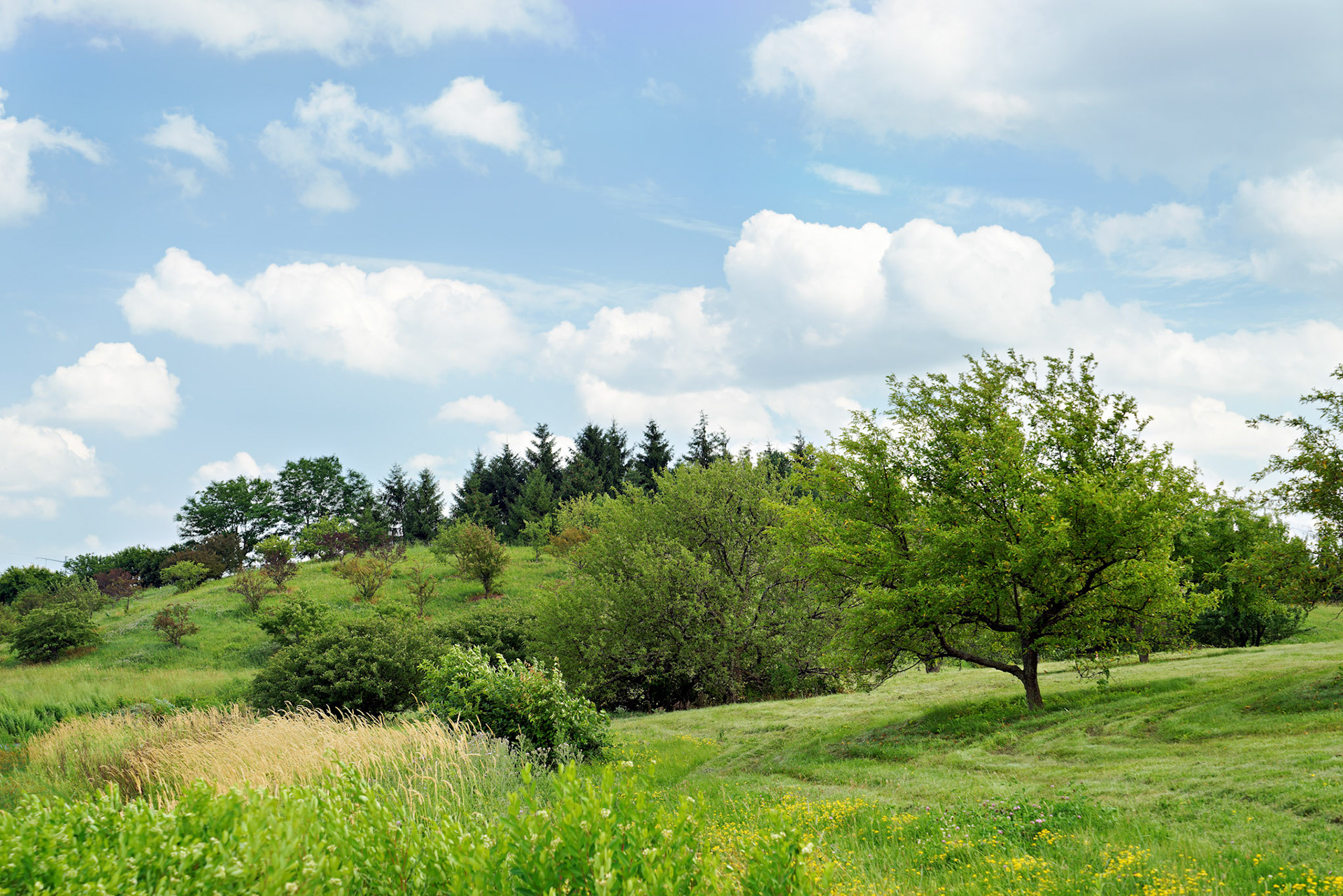 IL_Morton Arboretum_20140701_0594_PS.tif