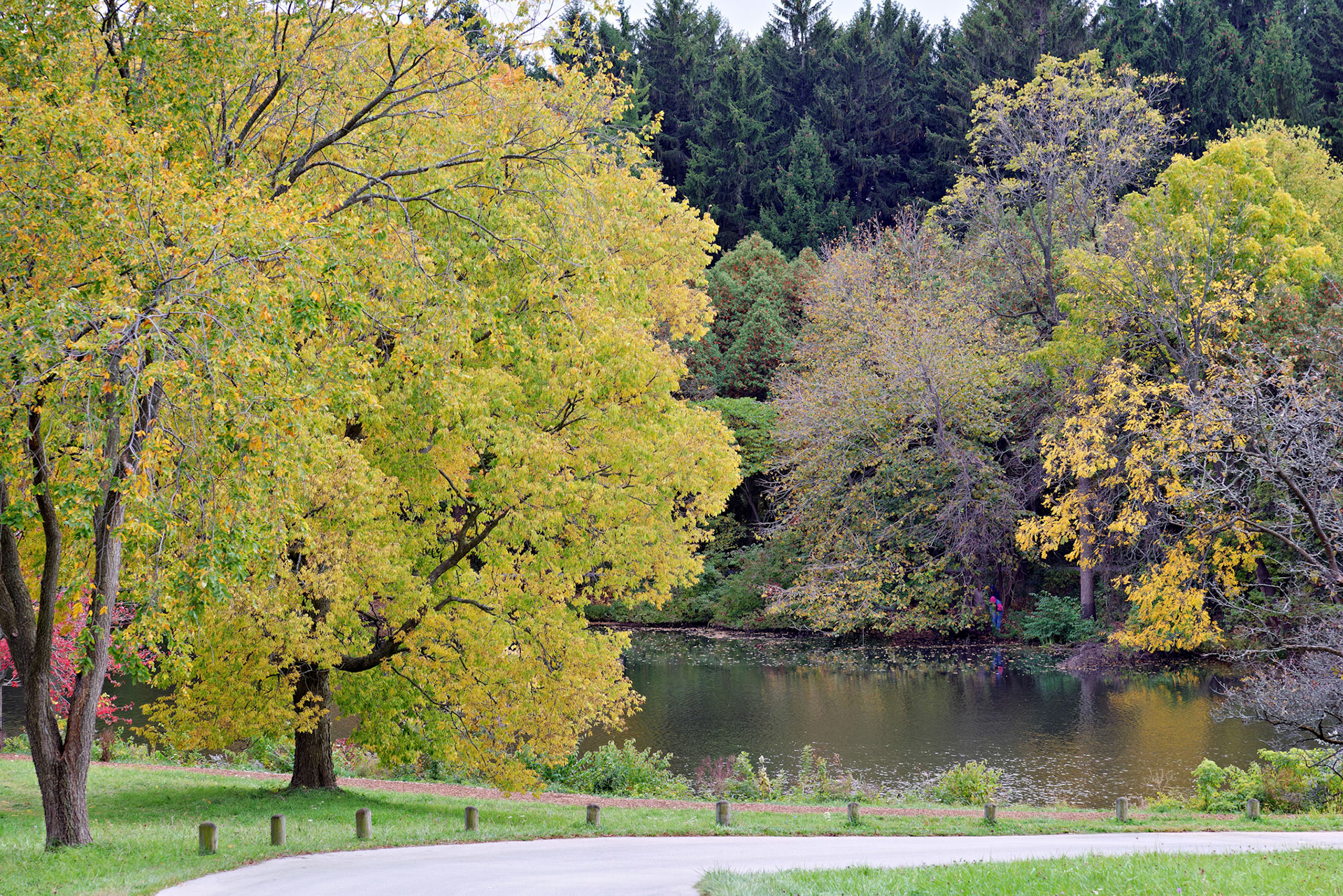 IL_Morton Arboretum_20121005_0546_PS.tif