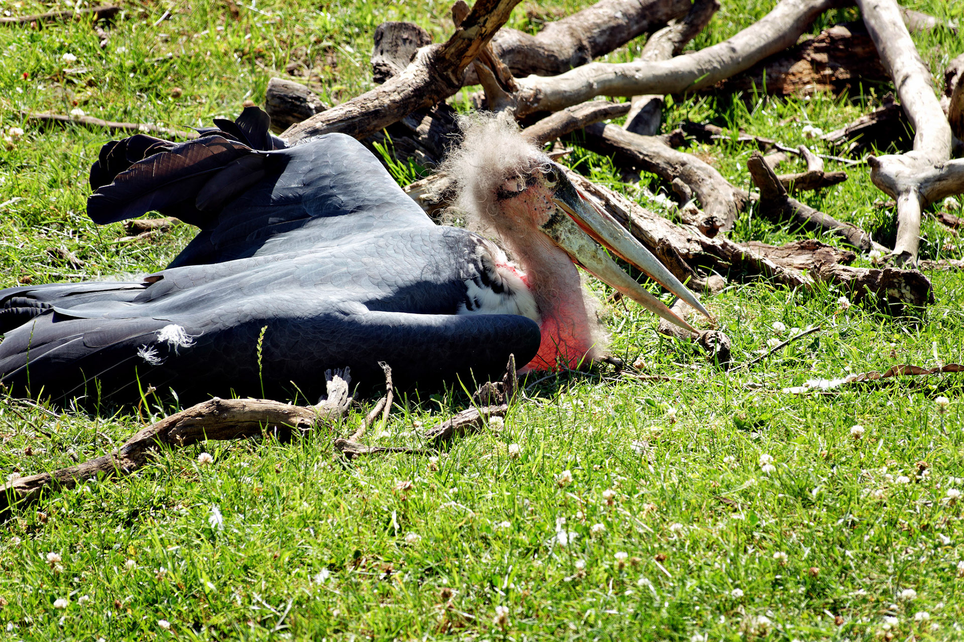 IN_Indianapolis Zoo_20170608_0238_PS.tif