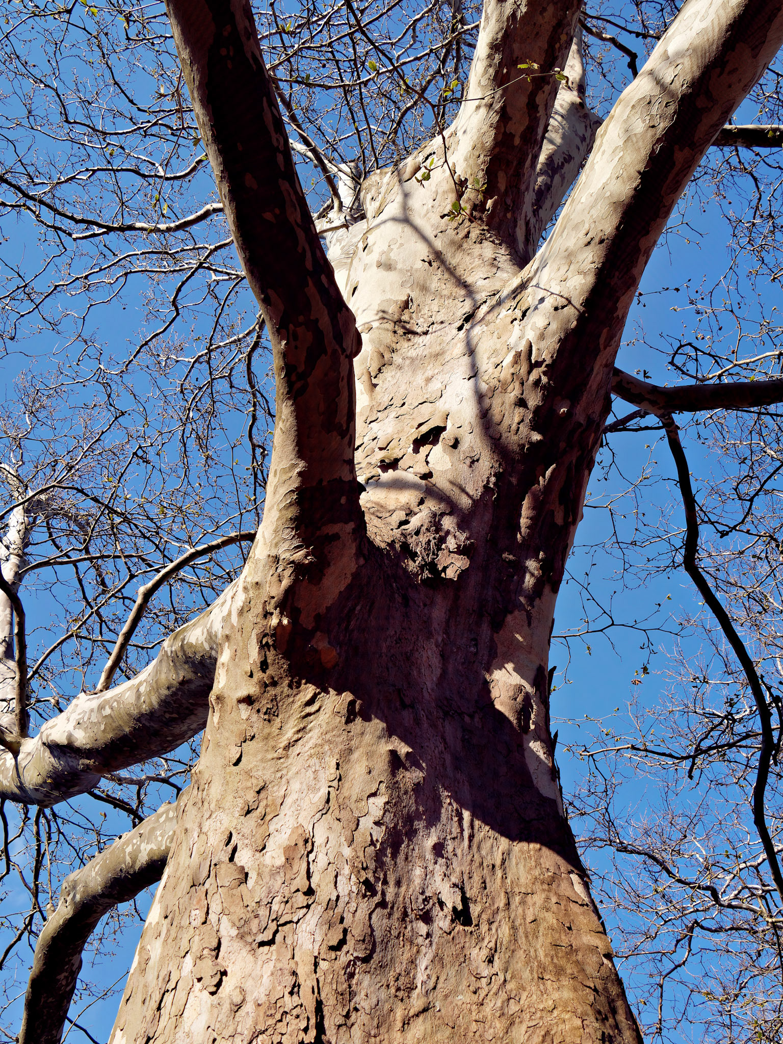 IL_Morton Arboretum_20180507_0828_PS.tif