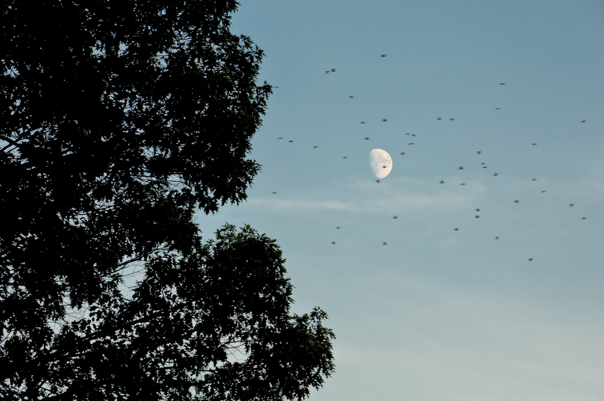 DC_20050913_0075_PS.dng