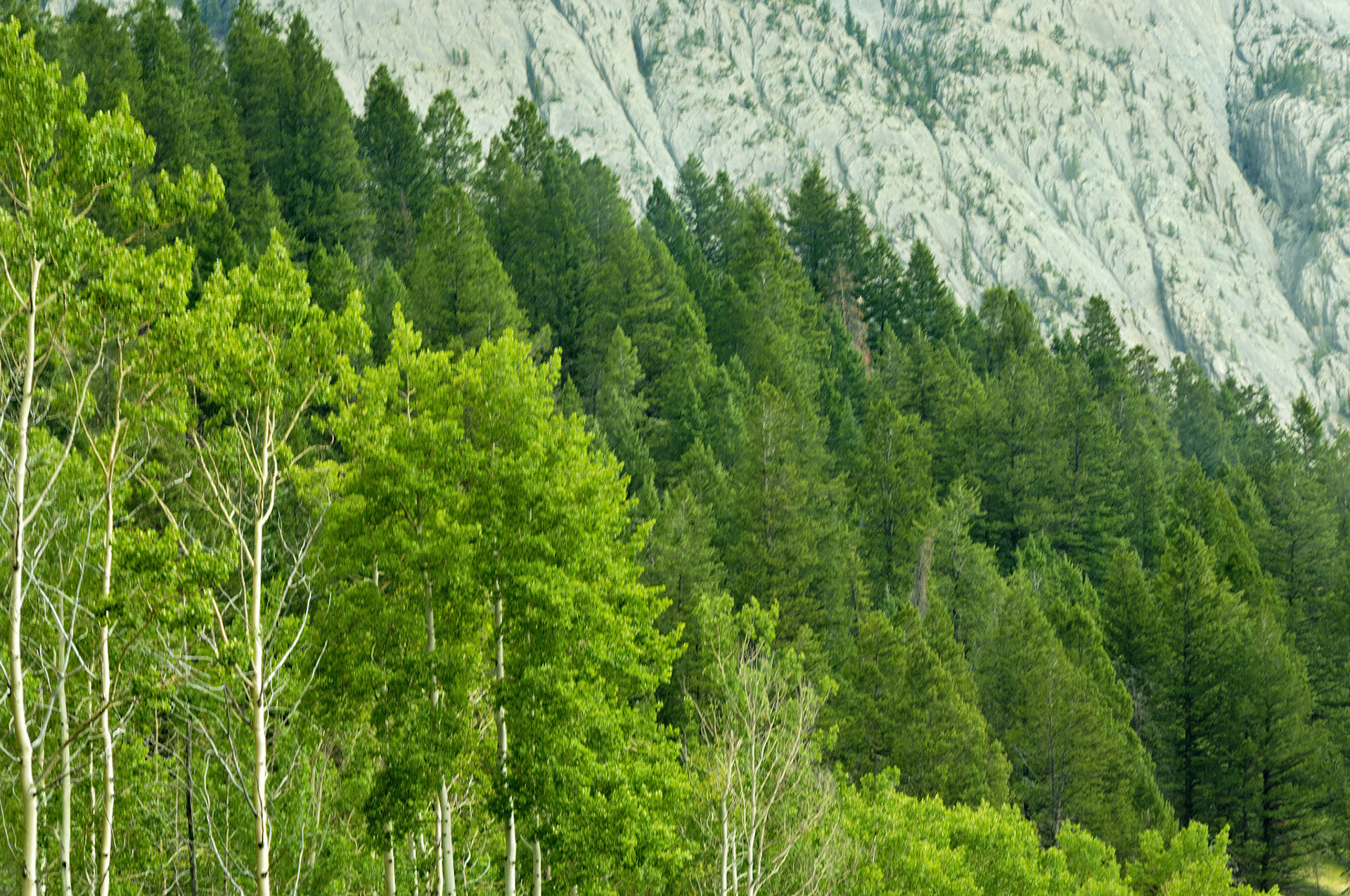 CN_20060803_0356_PS.dng