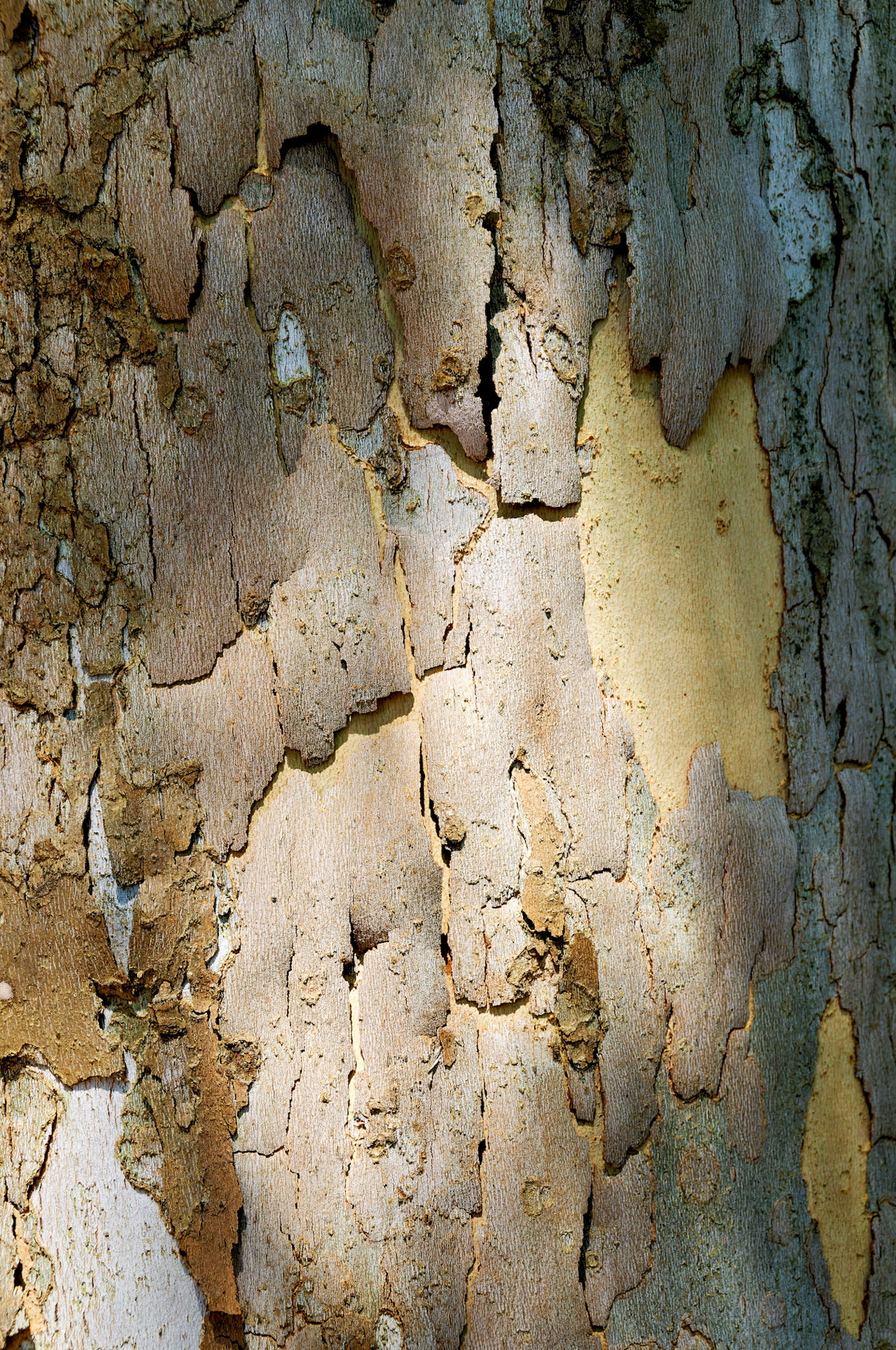 PA_GroundsForSculpture_20080814_0074_PS.dng