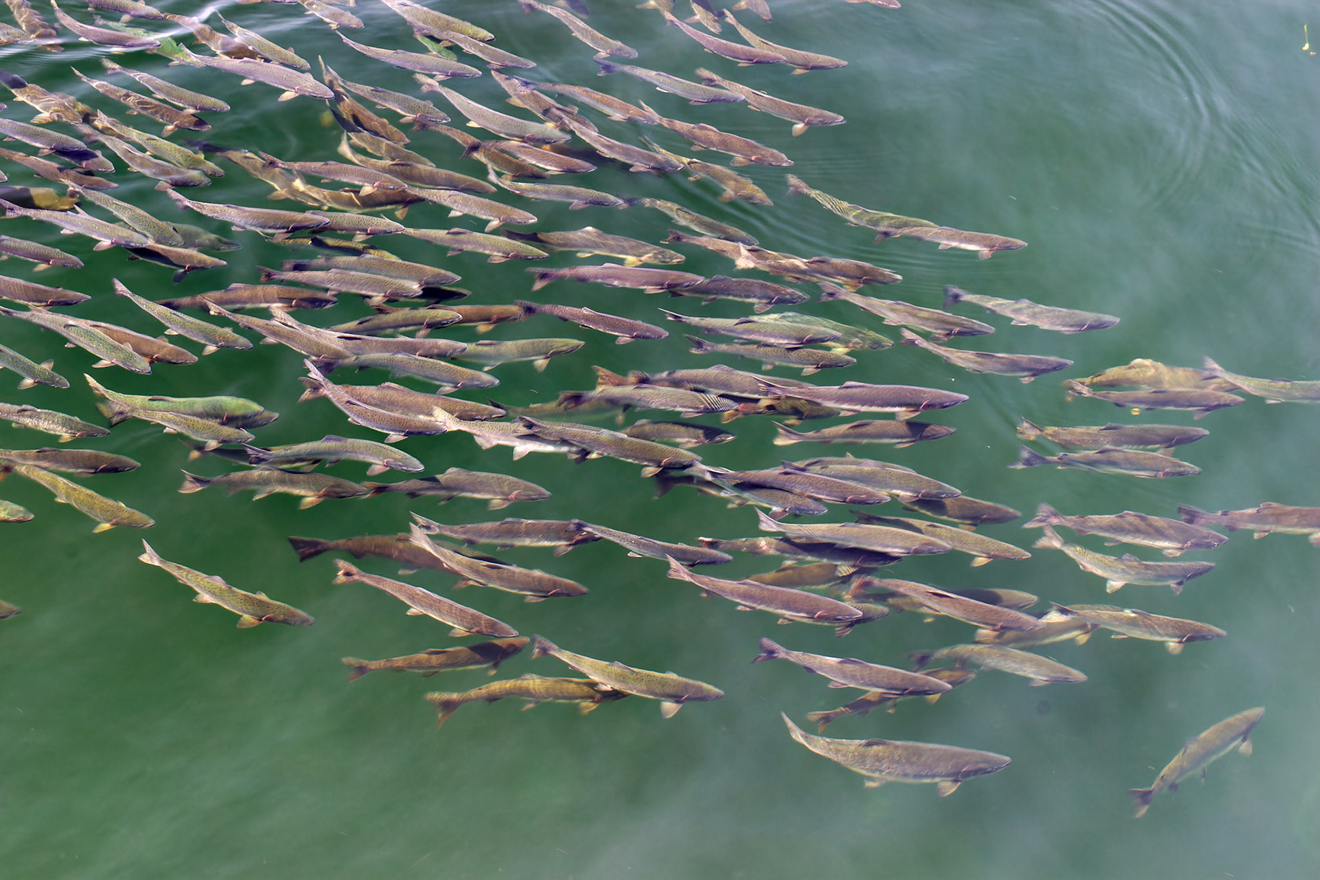 AK_20030730_0122_PS.dng