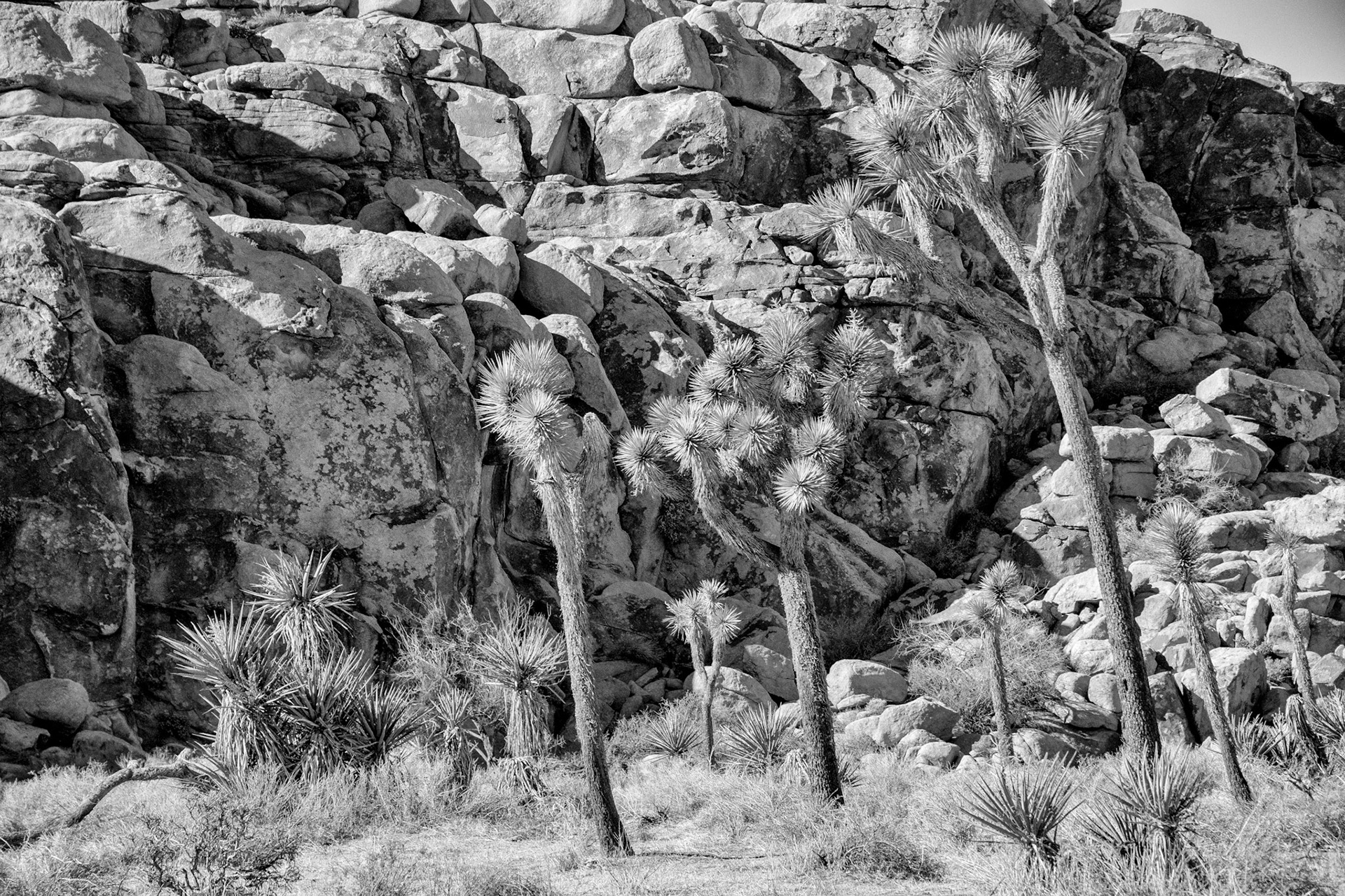 Black &amp; White 00099