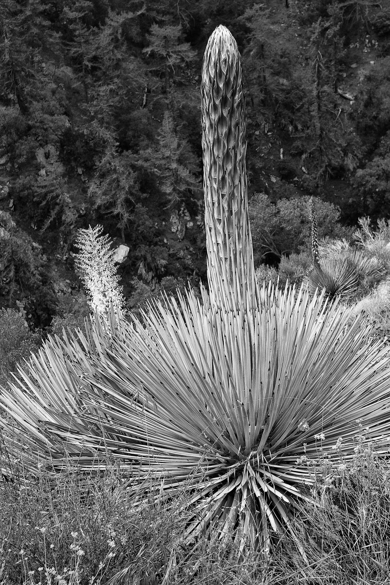 Black &amp; White 00061