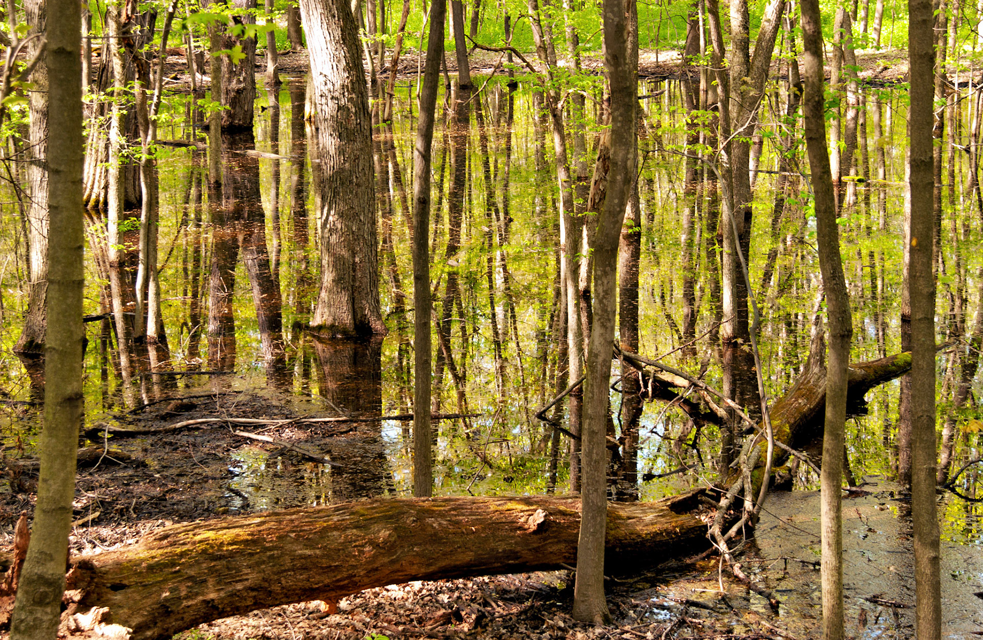 IL_Morton Arboretum_20020504_0028_PS.tif