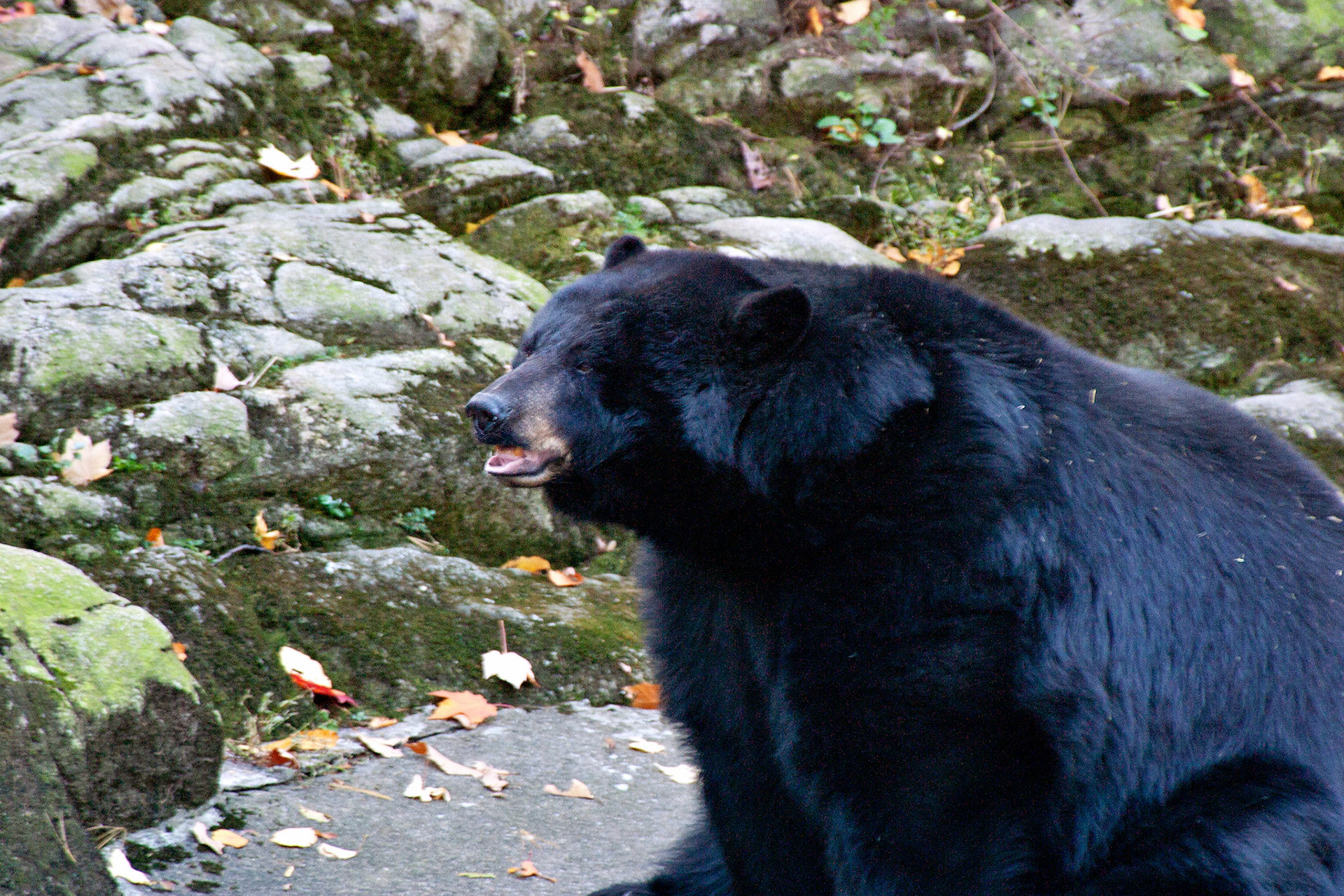 Wildlife_20021108_0061_PS.dng