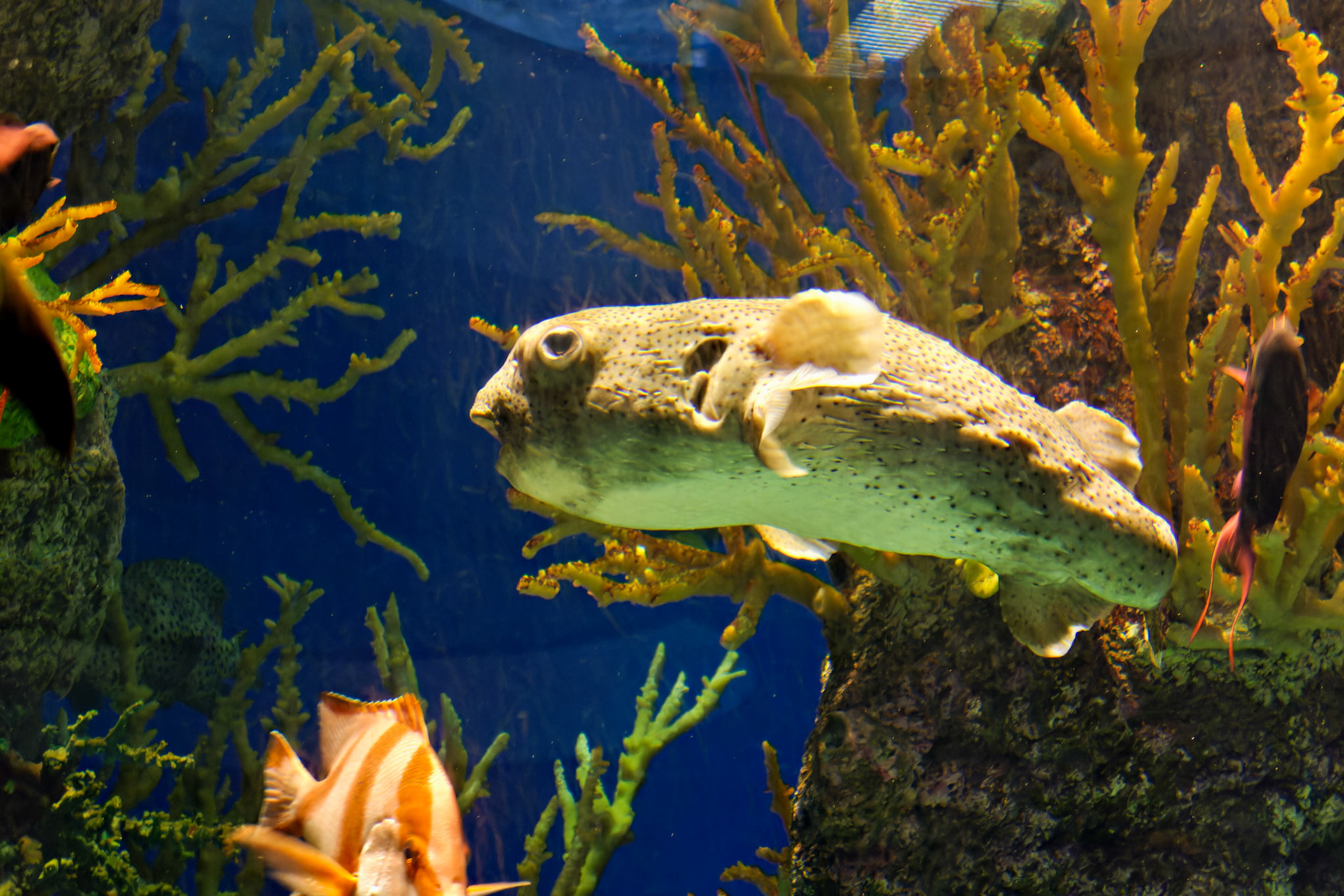 Wildlife_20120725_0269_PS.dng