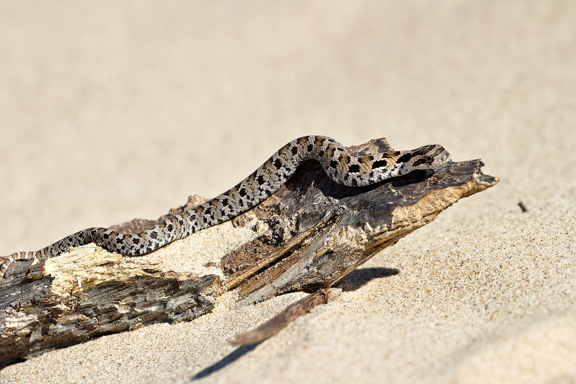 Wildlife_20030906_0098_PS.dng