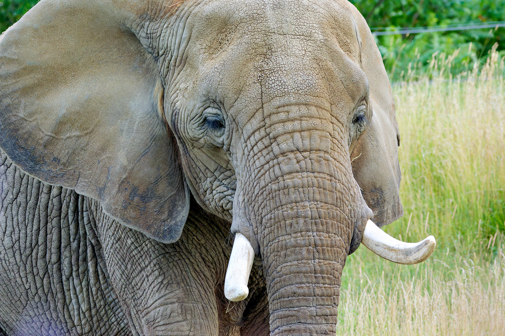 Wildlife_20140718_0516_PS.dng