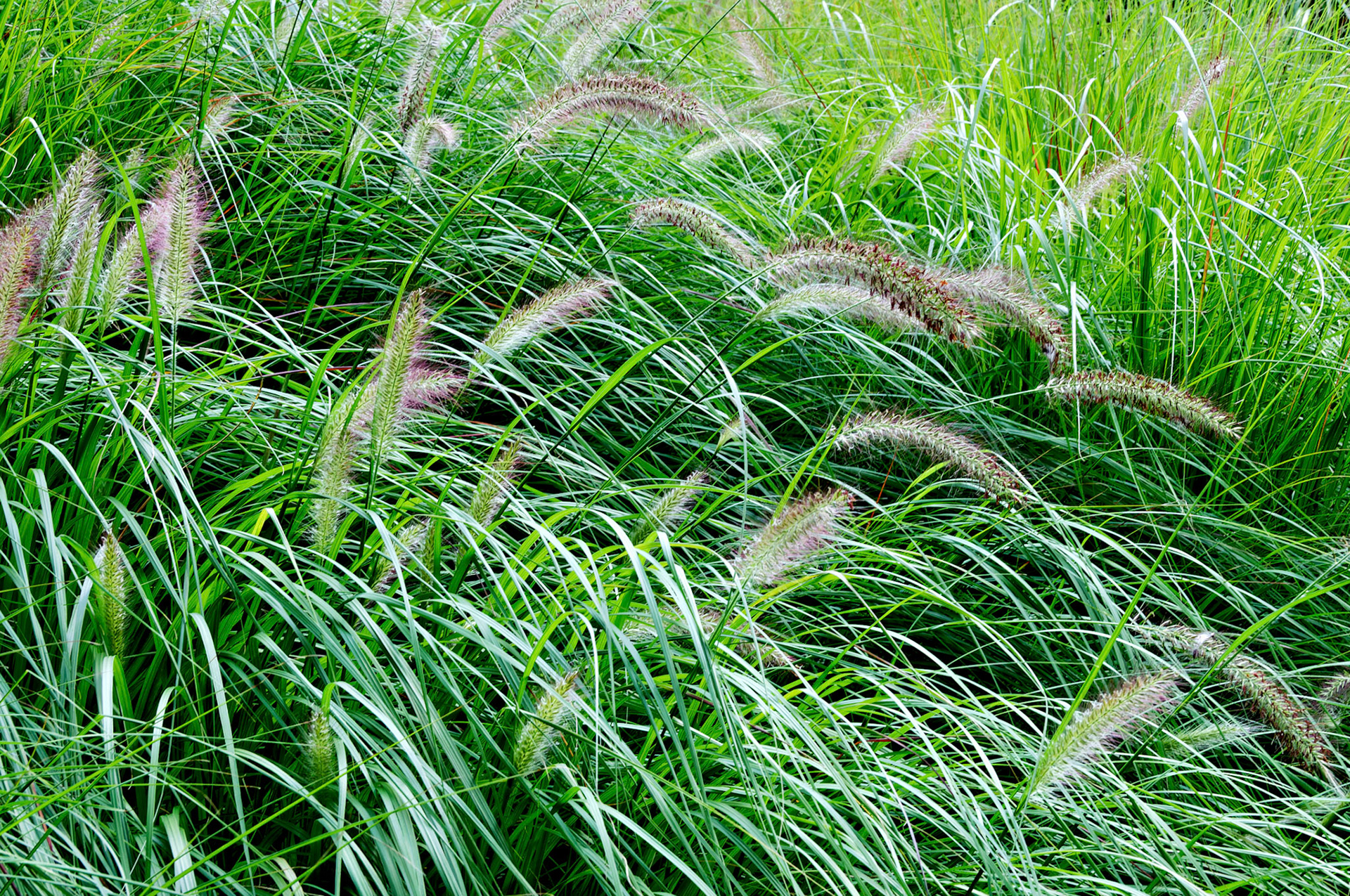 PA_GroundsForSculpture_20080814_0102_PS.dng