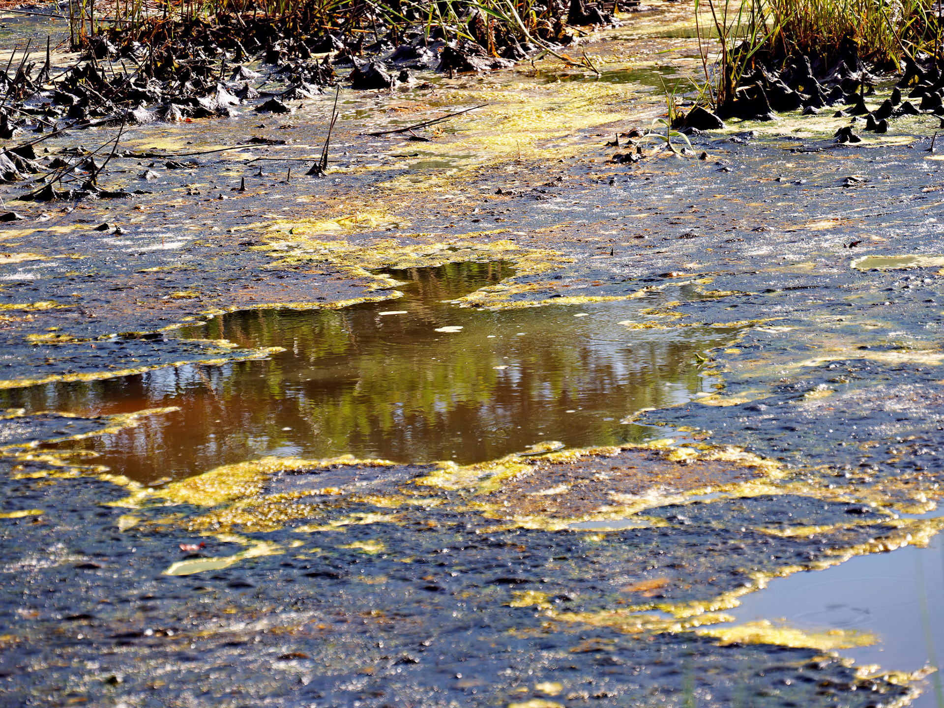 MA_CapeCod_20180724_0395_PS.dng