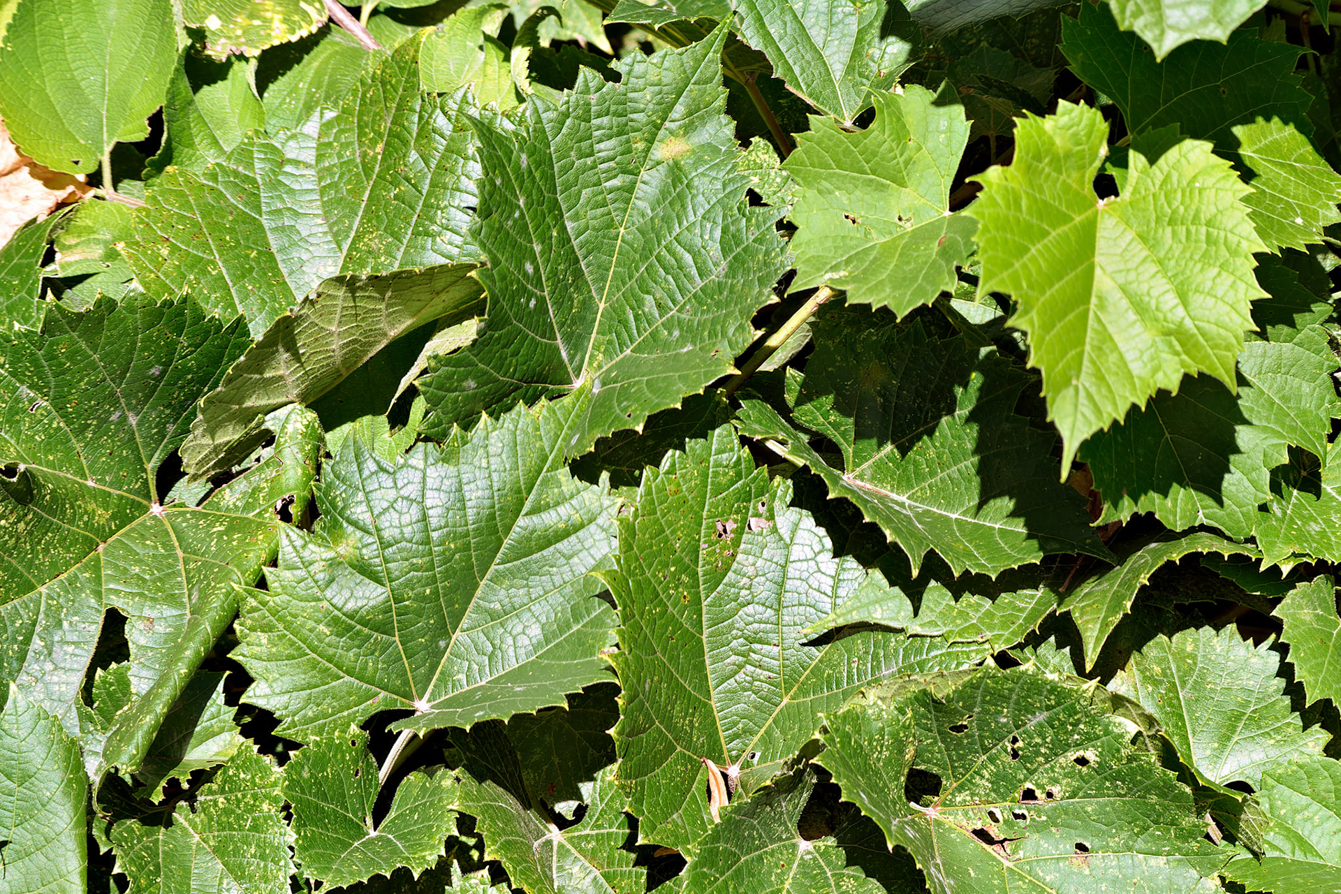 IL_Morton Arboretum_20030906_0130_PS.tif