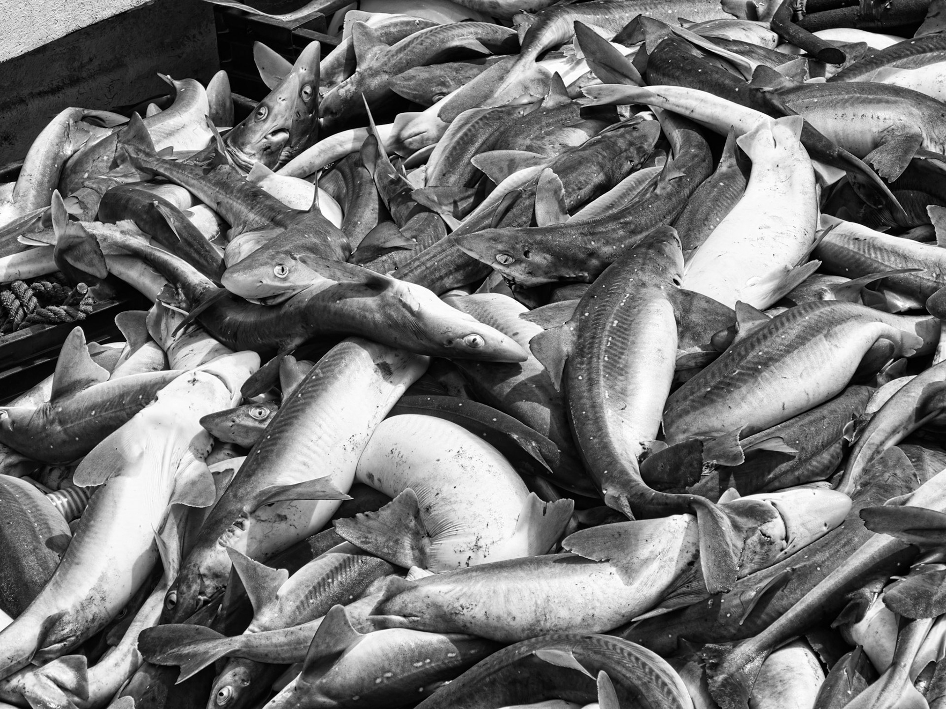 Black &amp; White 00296