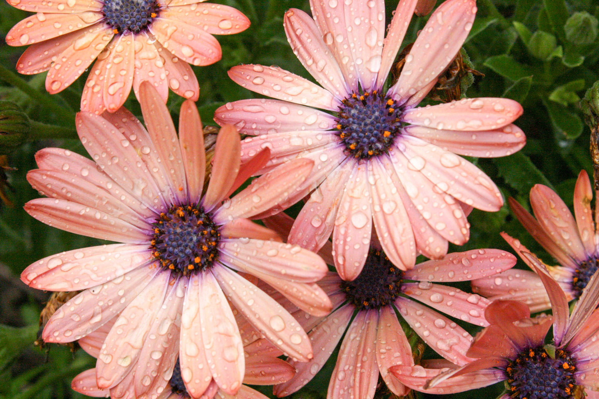 Raindrops On Flowers