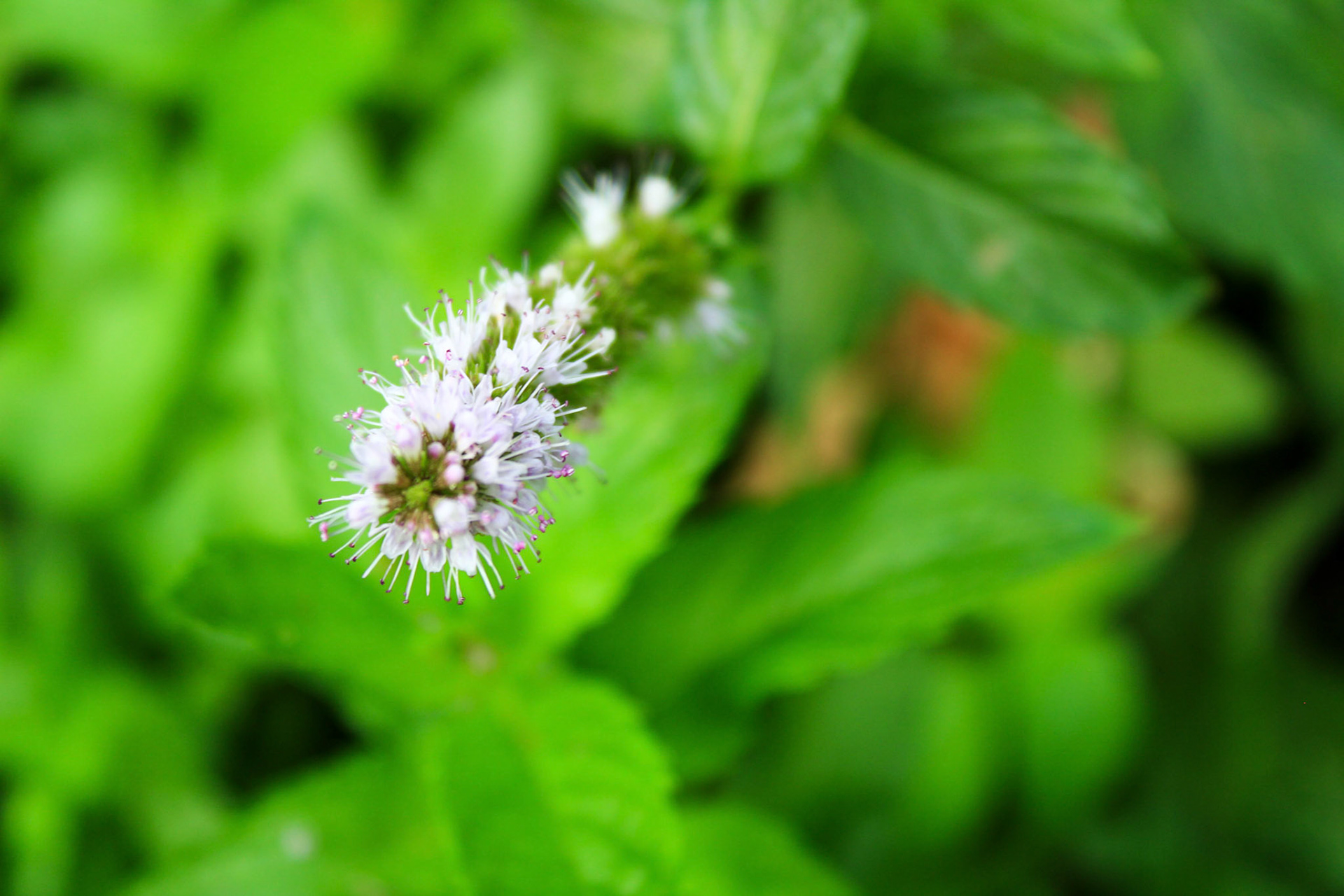 Flowering Mint