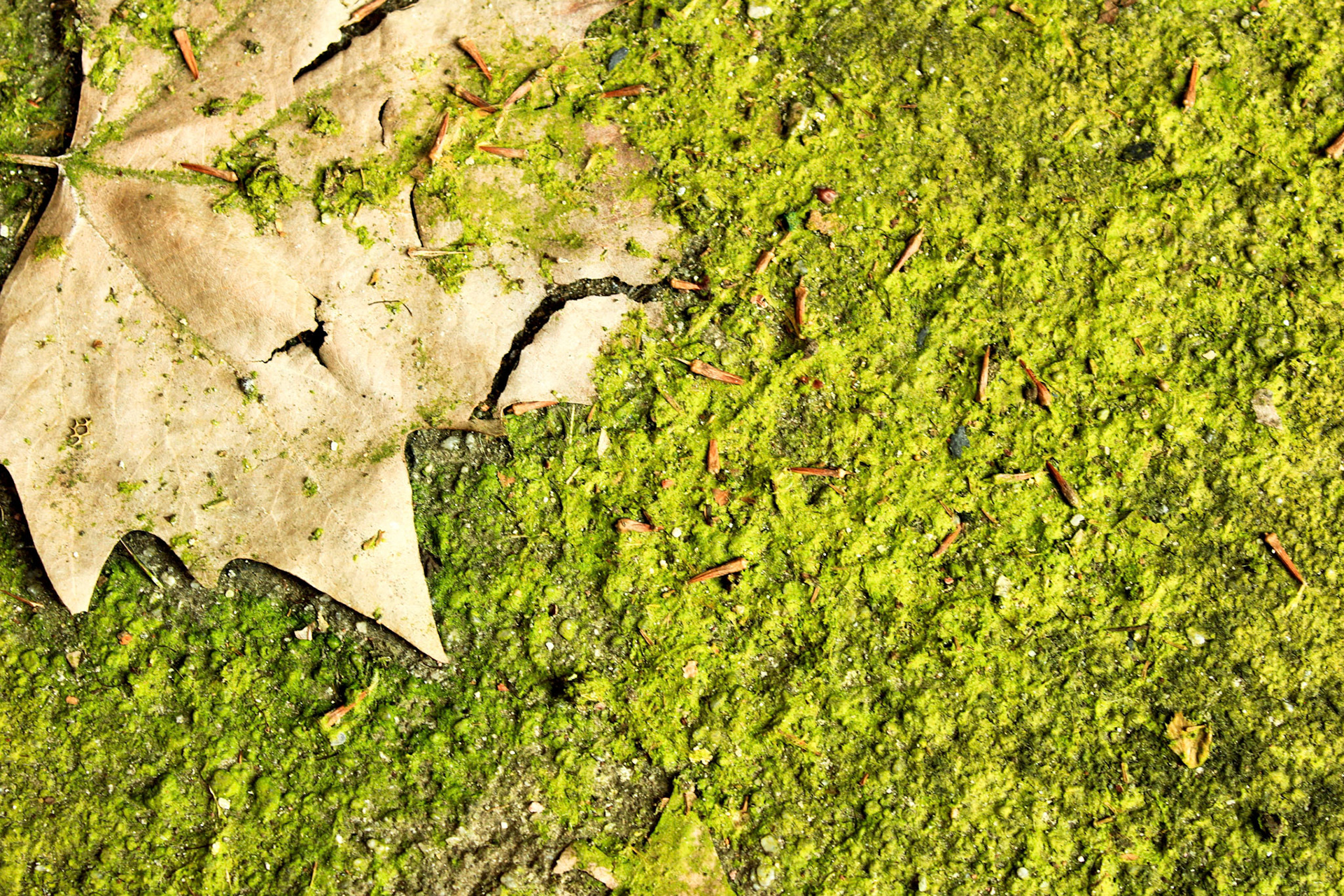 Texture And Plenty Of Moss