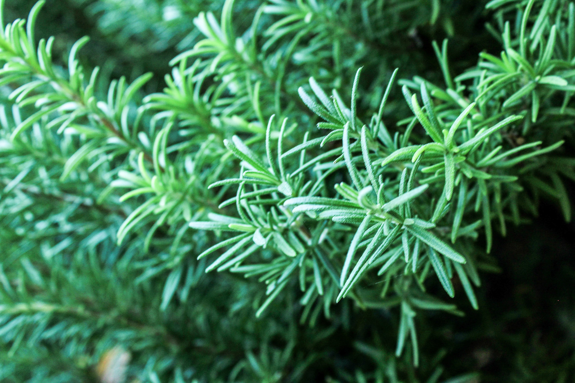 Rosemary