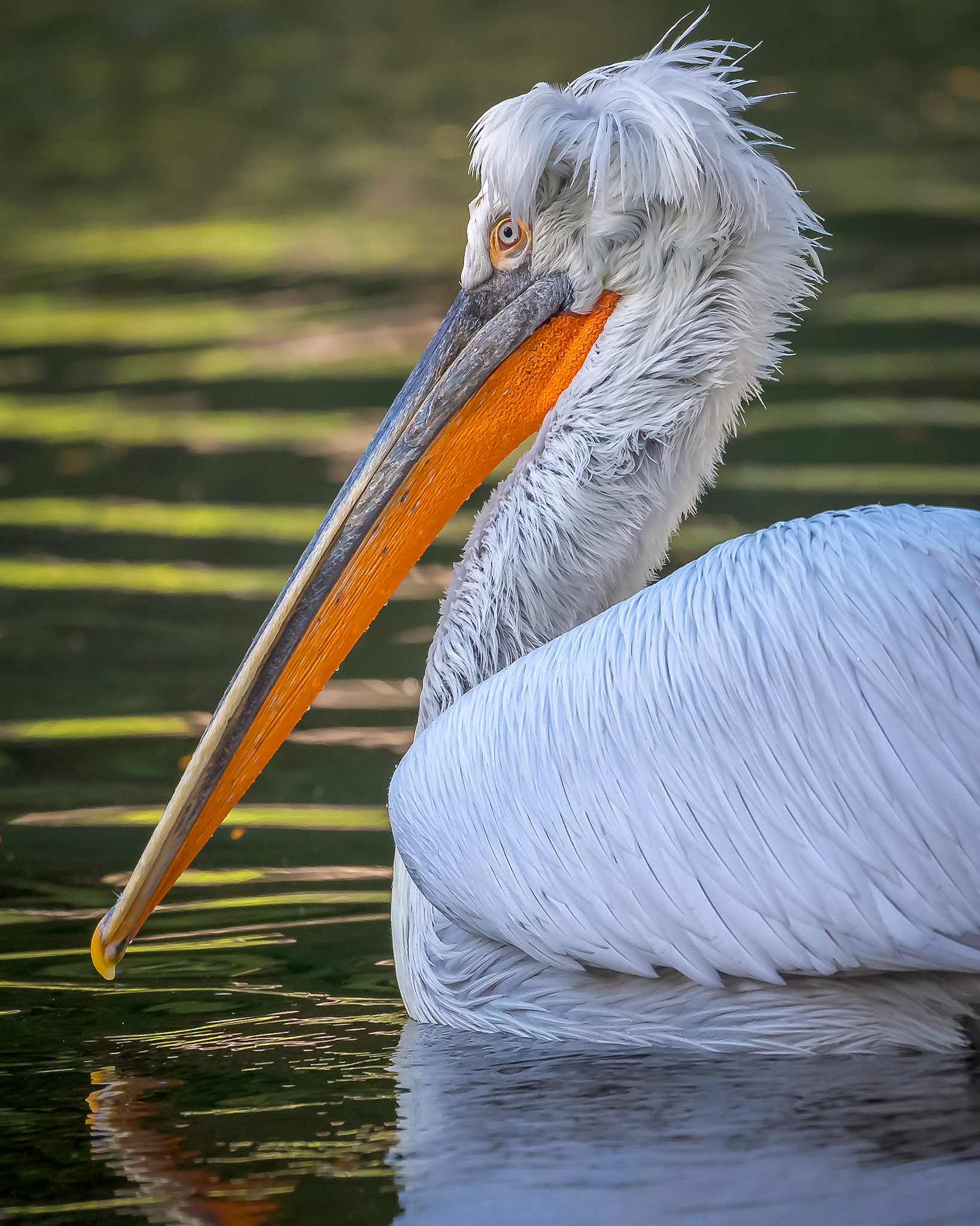Plantation Pelican