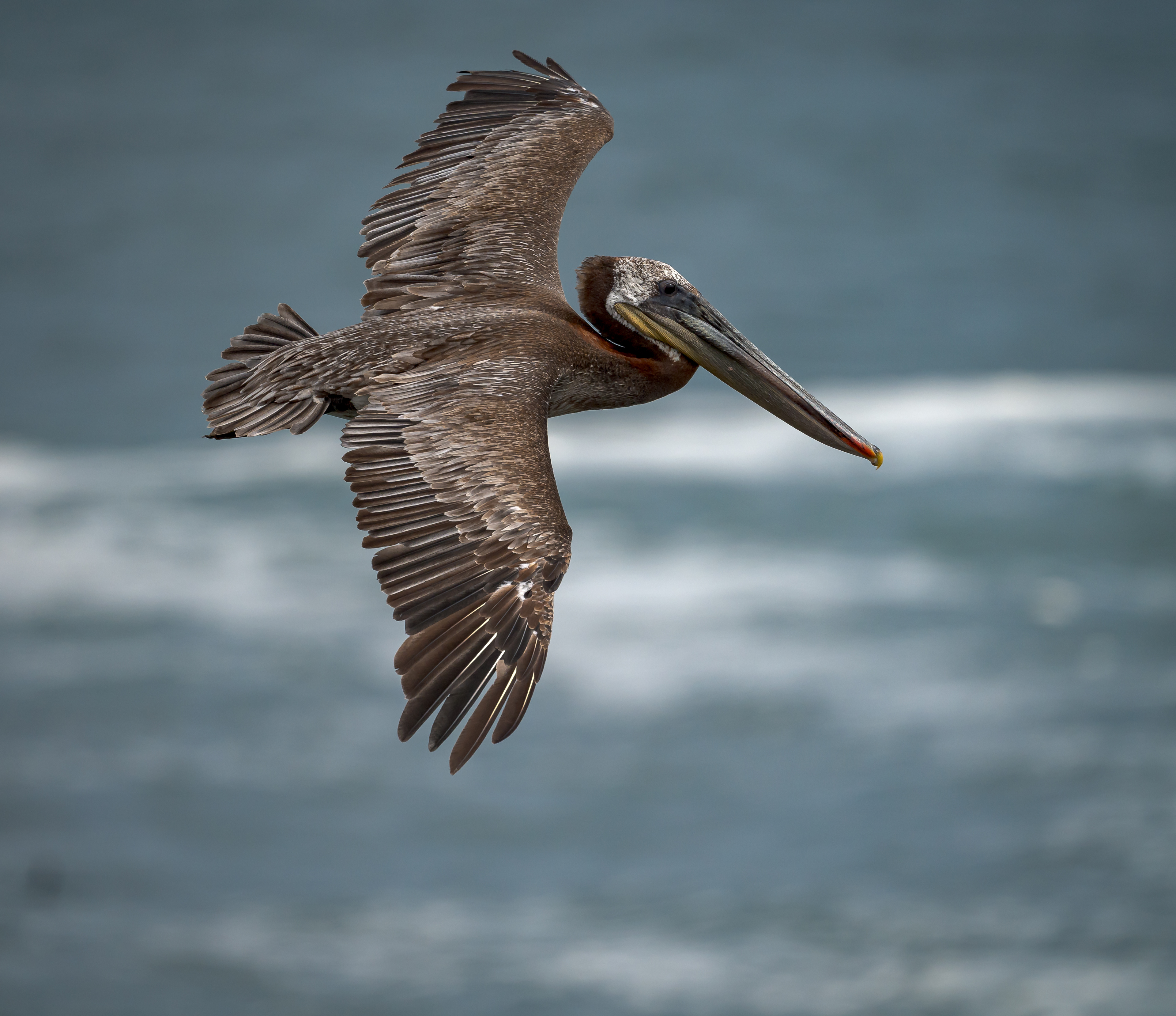 Pelican