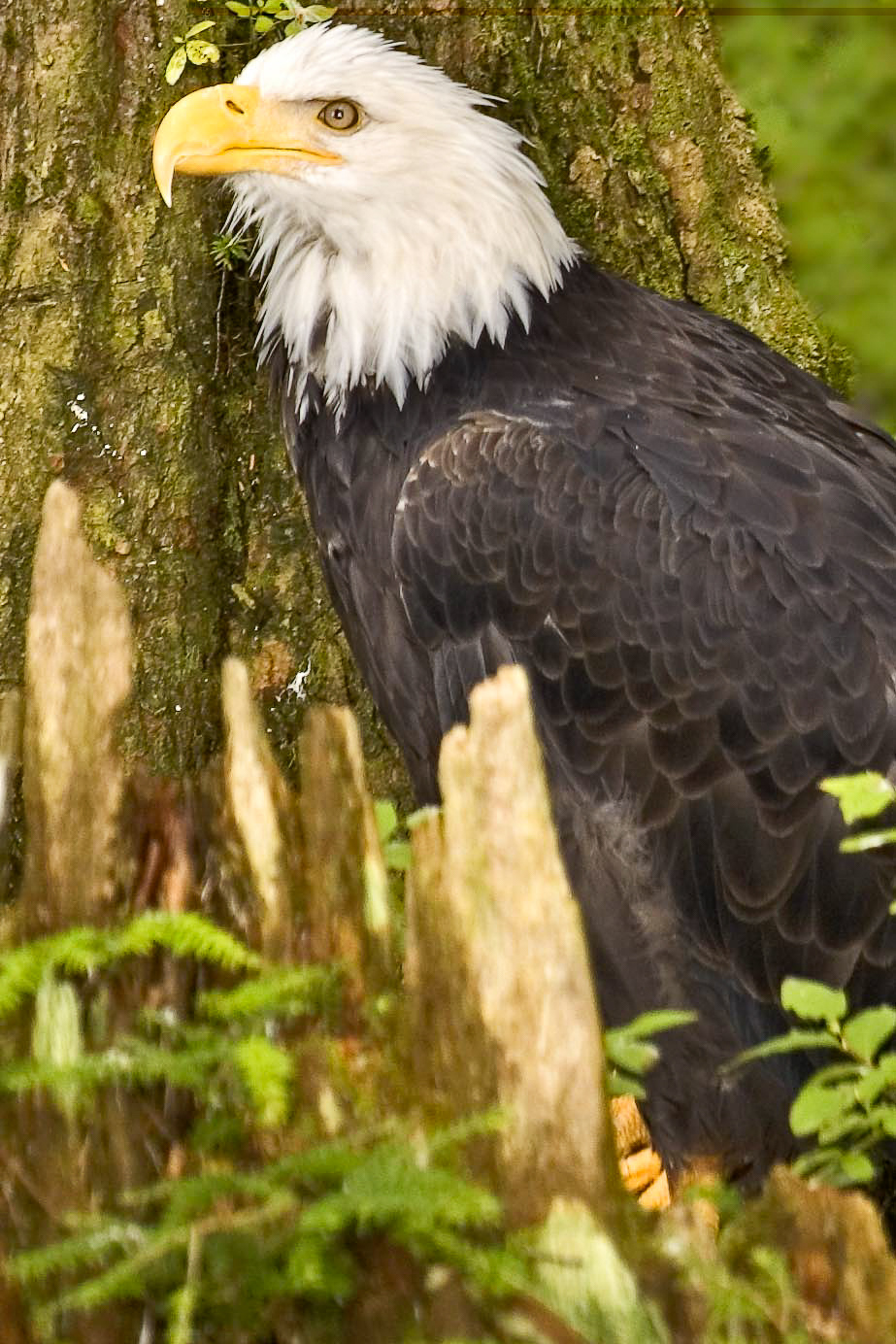 Bald Eagle