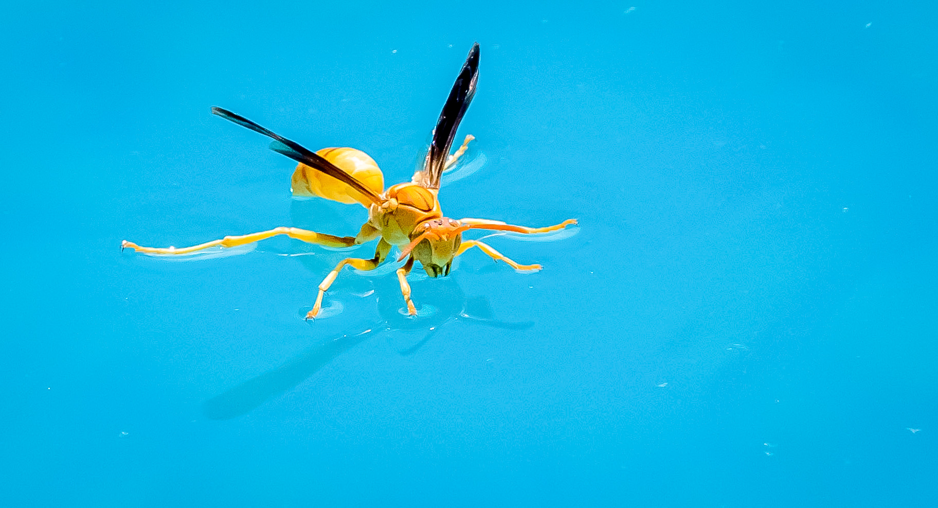 Paper Wasp, AZ